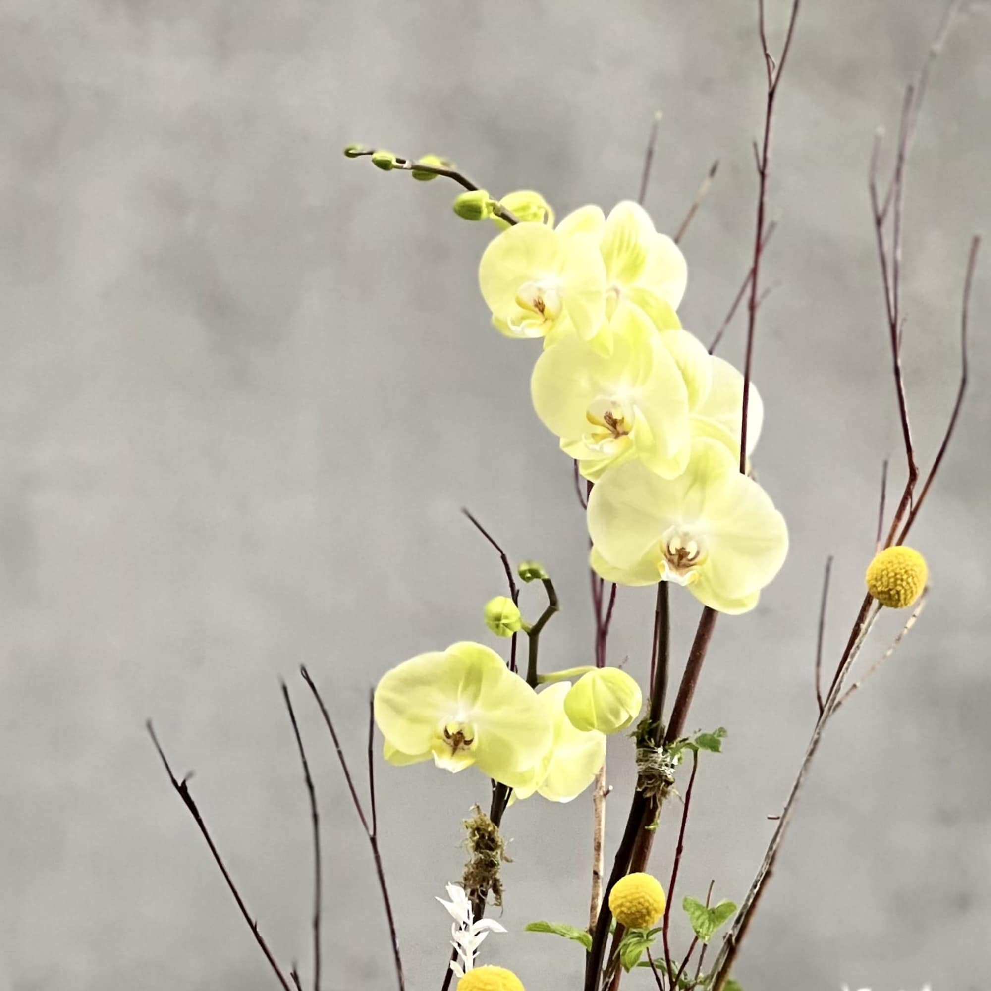 Lovely, graceful, and exotic. Our Lemonade Orchids with long, delicate stems that