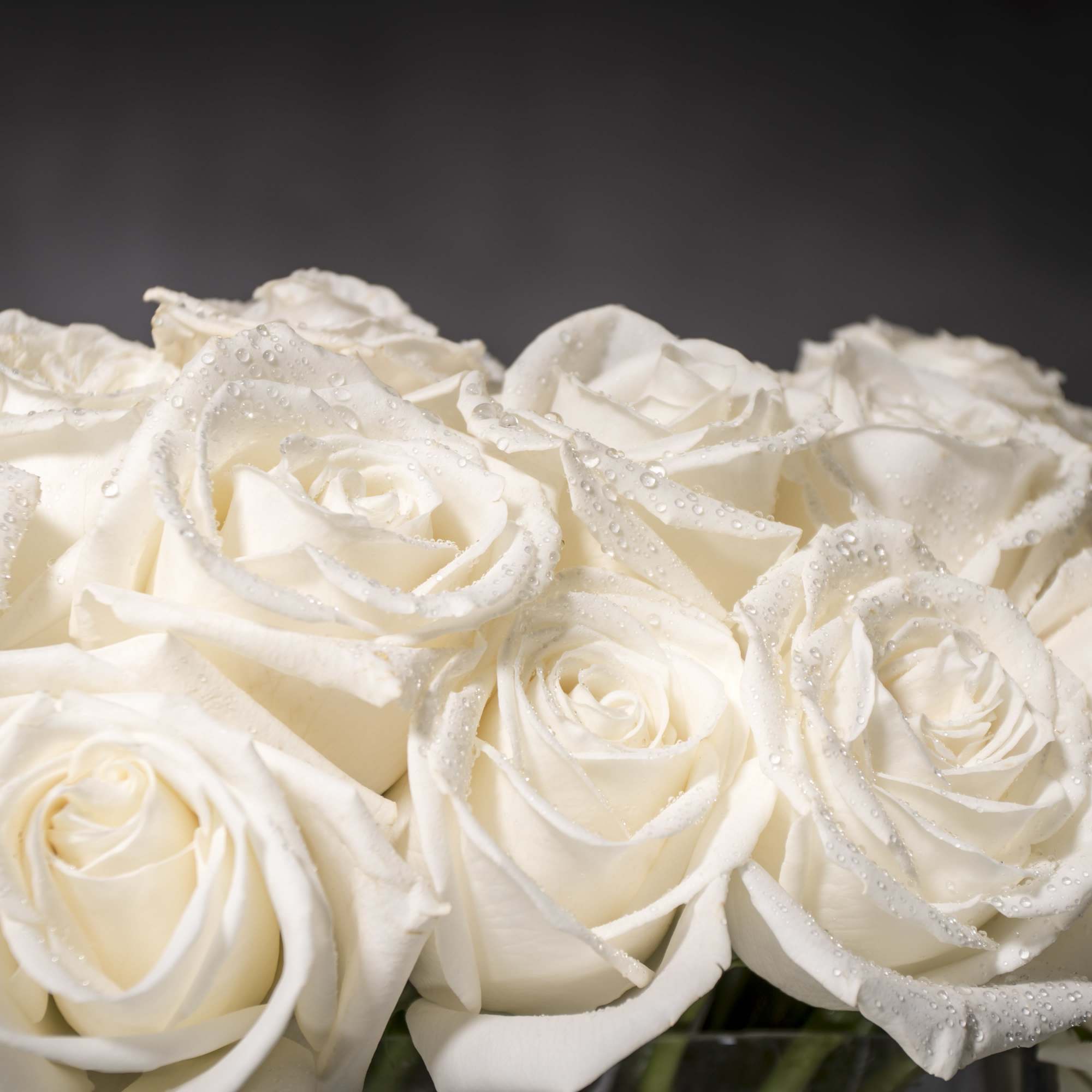 This sophisticated design features 100 Creamy White Roses set in a rectangular