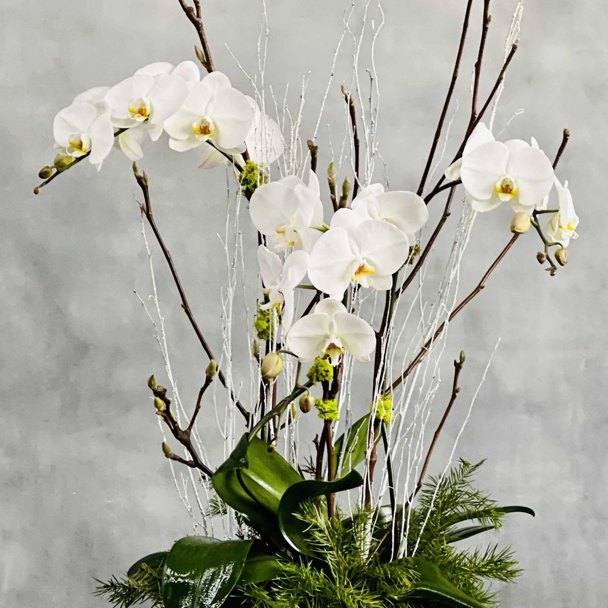 Three stemmed White Orchids grace this design with their soft blooms dancing
