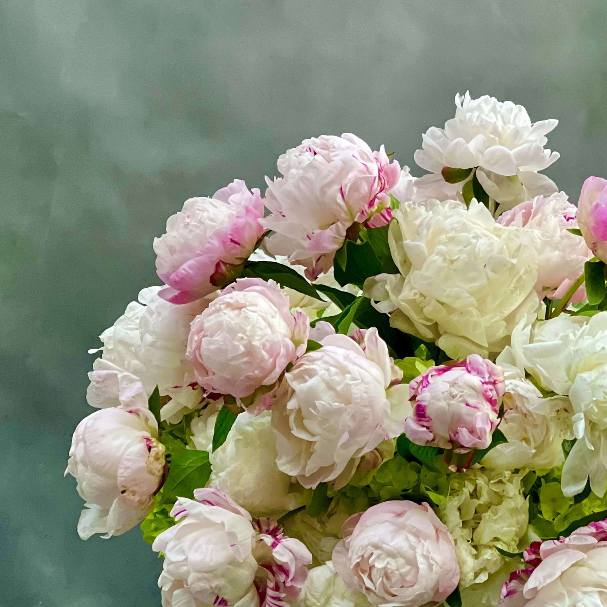 Graceful and stunning blooms of over 50 blush and pink peonies nested