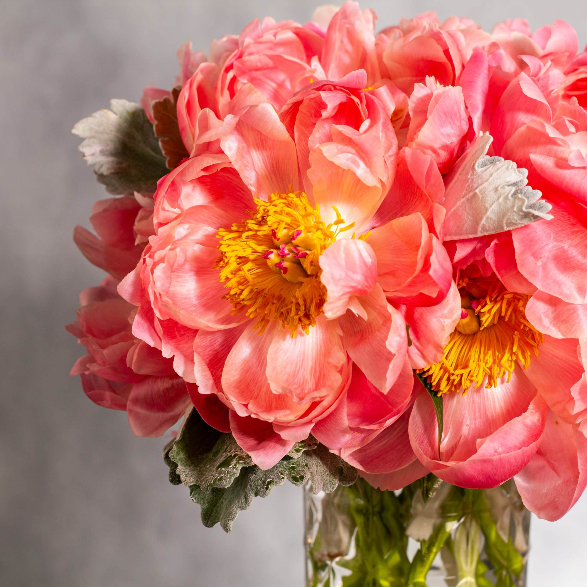 Indulge in the enchanting beauty of our coral color peonies arrangement, delicately