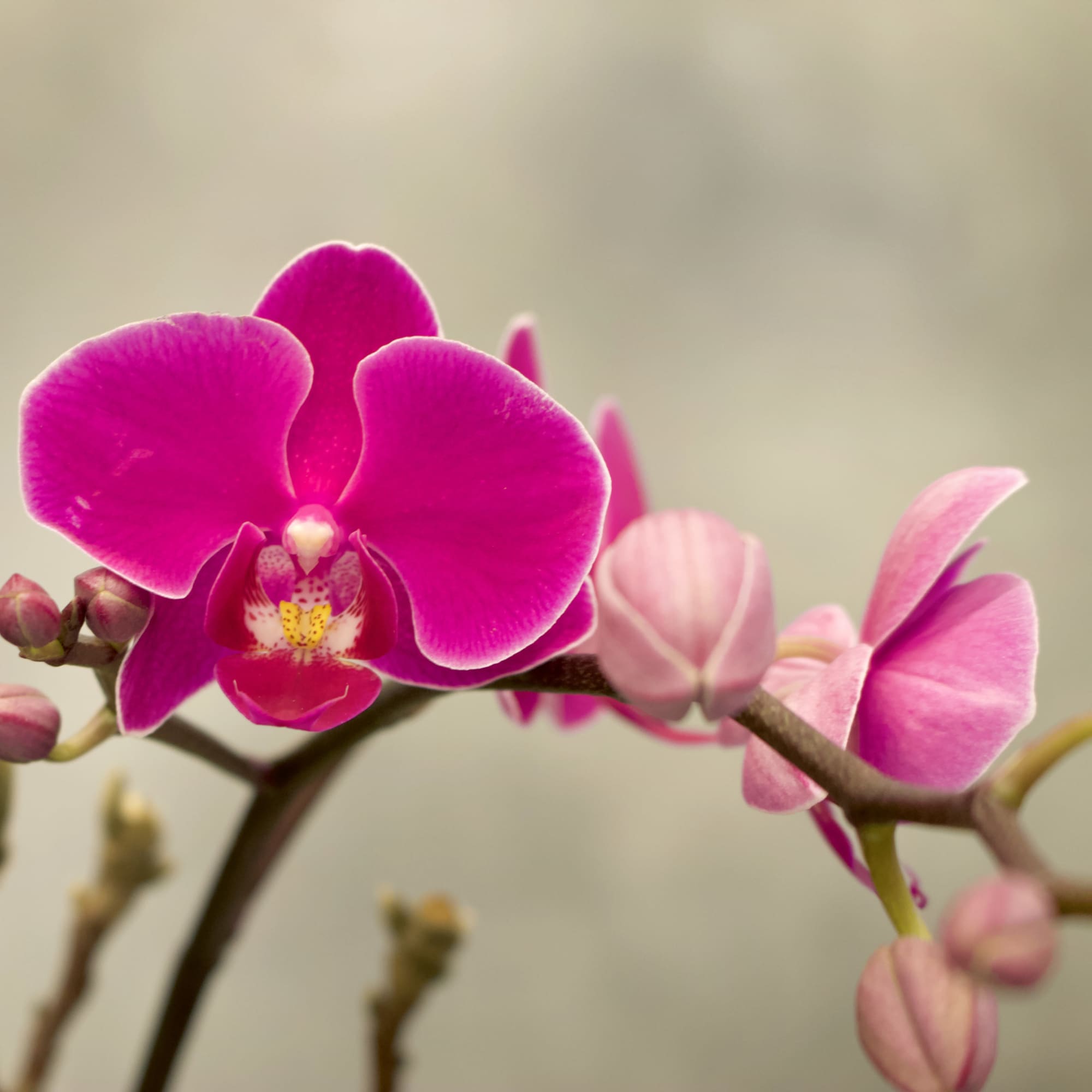 Double stem purple orchids in a white modern vase. Perfect gift for