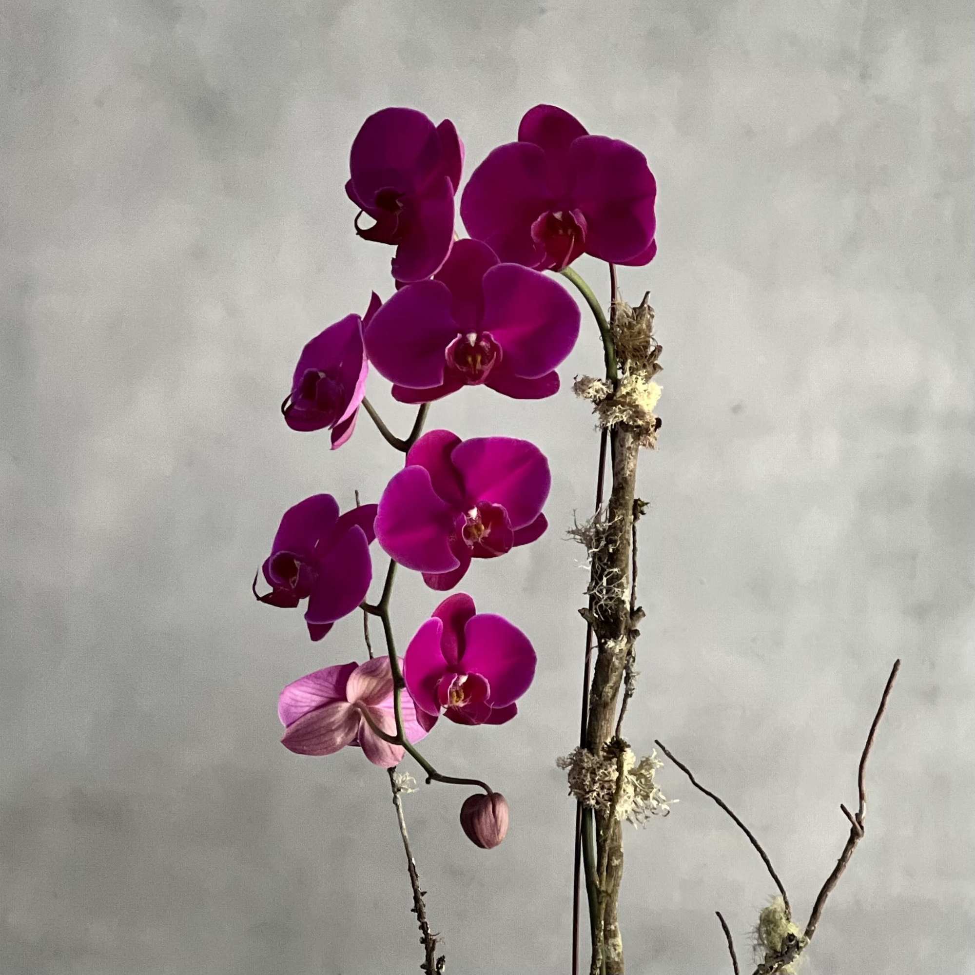 Tall and beautiful purple orchid presented in a matte black with gold