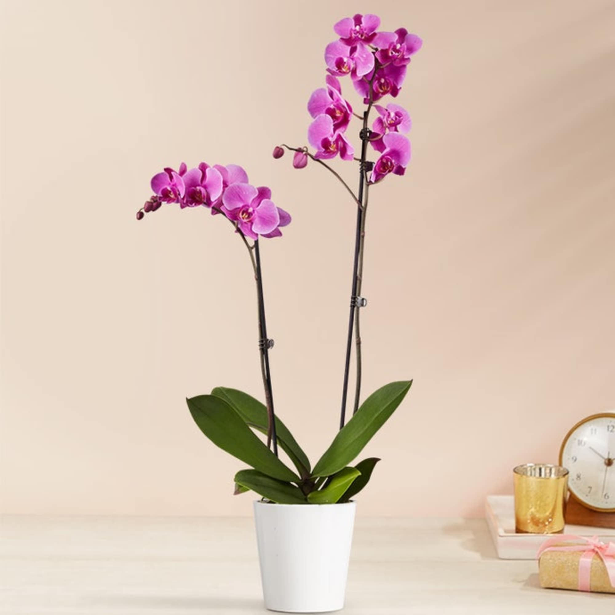 Purple Phalaenopsis Orchid . This captivating plant features vibrant purple blooms that