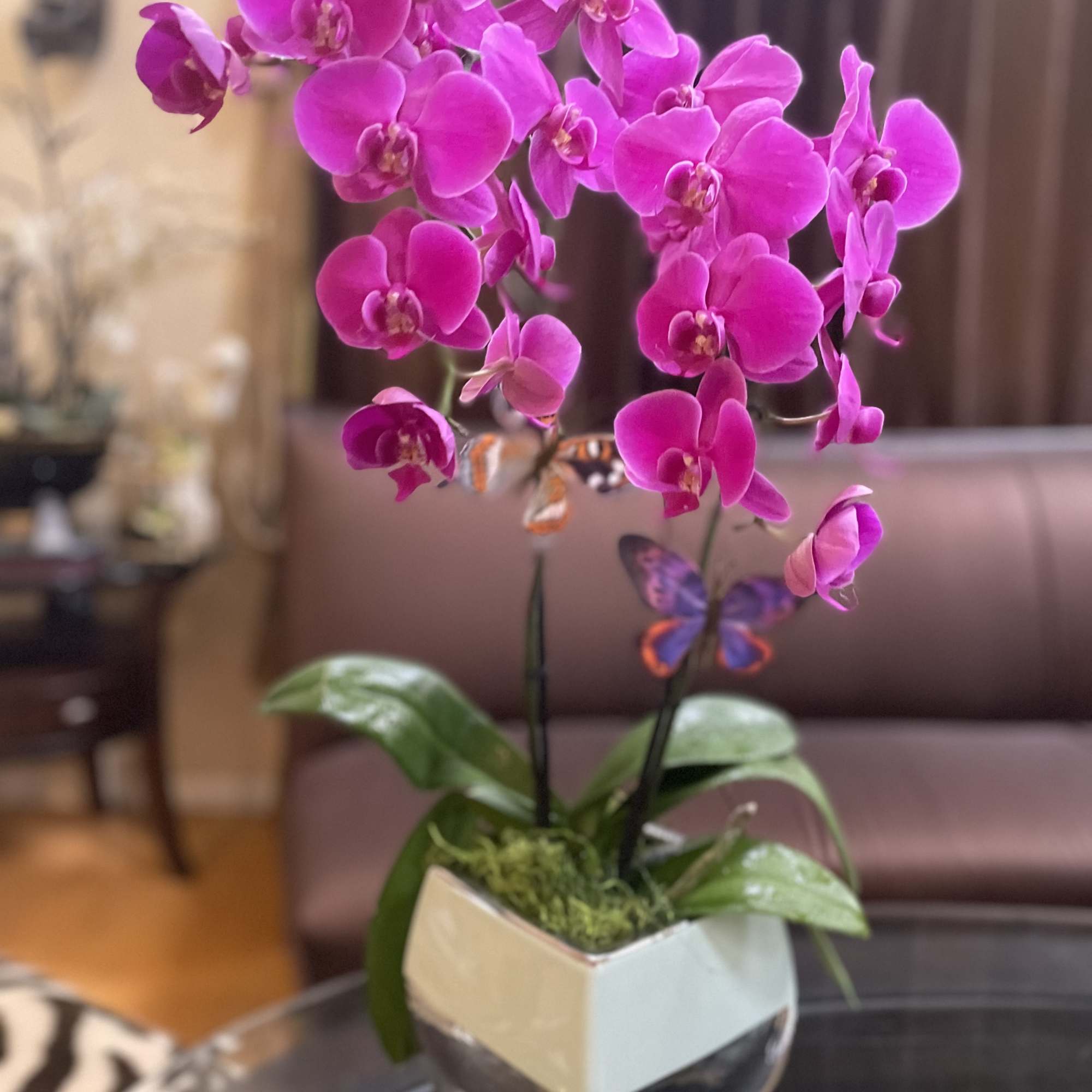 Purple Phalaenopsis Orchid . This captivating plant features vibrant purple blooms that