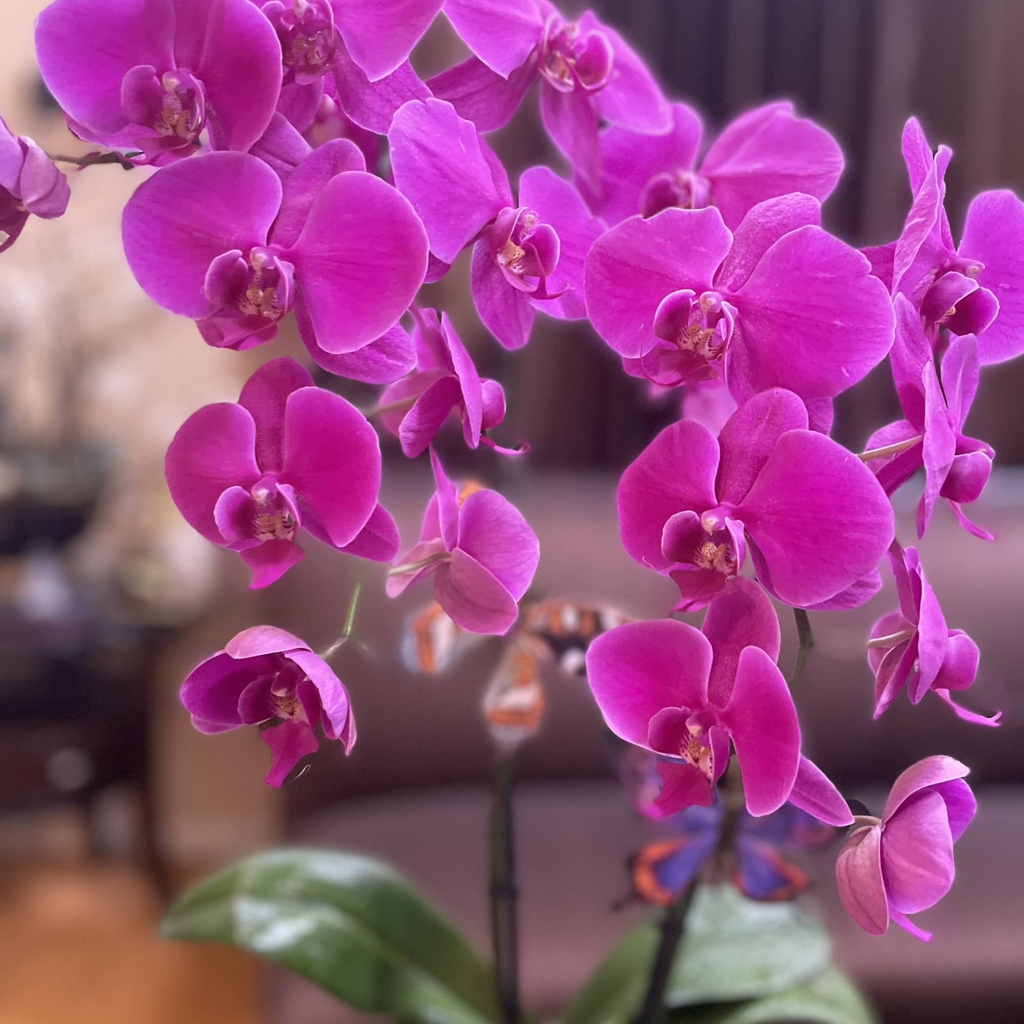 Purple Phalaenopsis Orchid . This captivating plant features vibrant purple blooms that