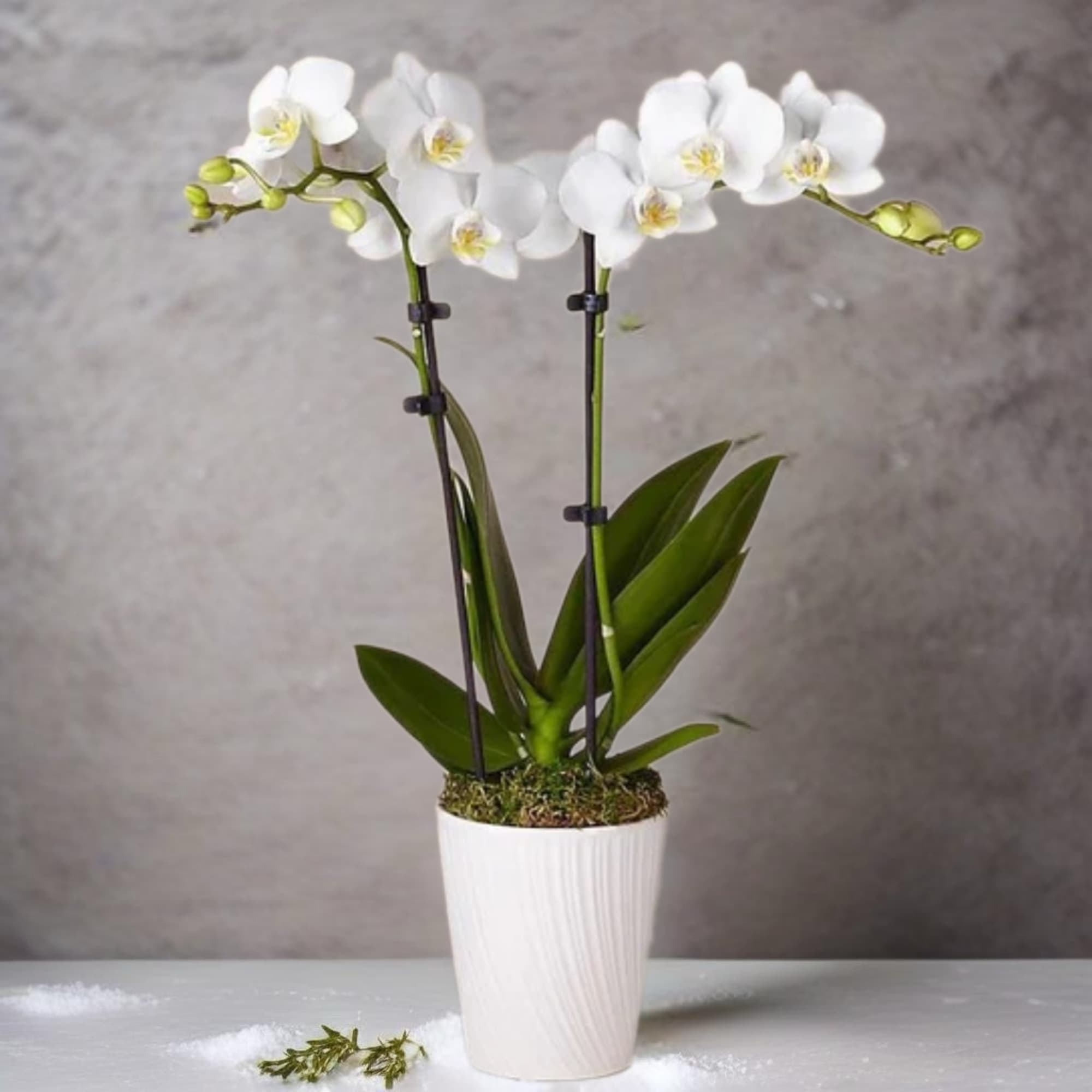 Pure White Orchids - a symbol of purity, innocence, and grace. These