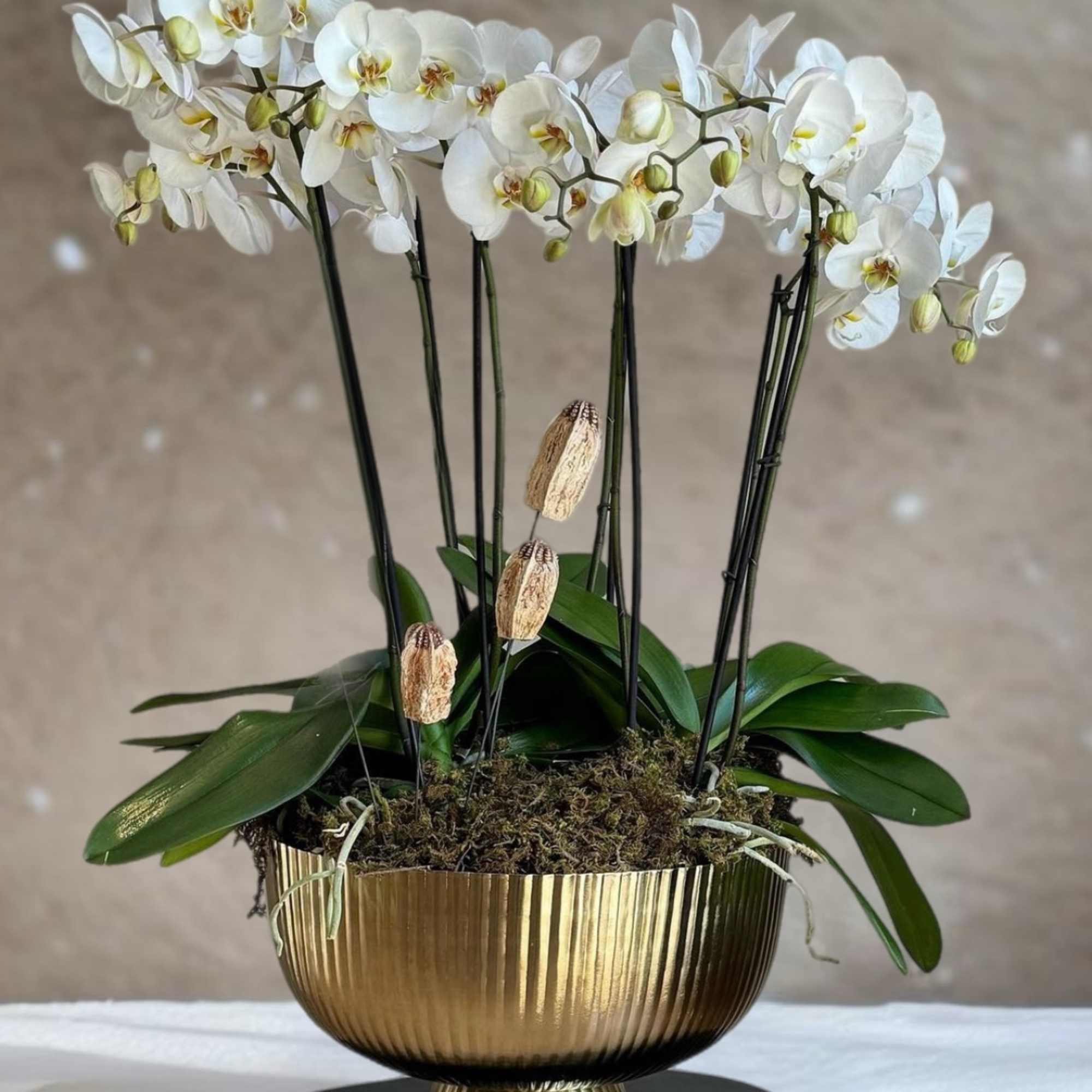 Pure White Orchids - a symbol of purity, innocence, and grace. These