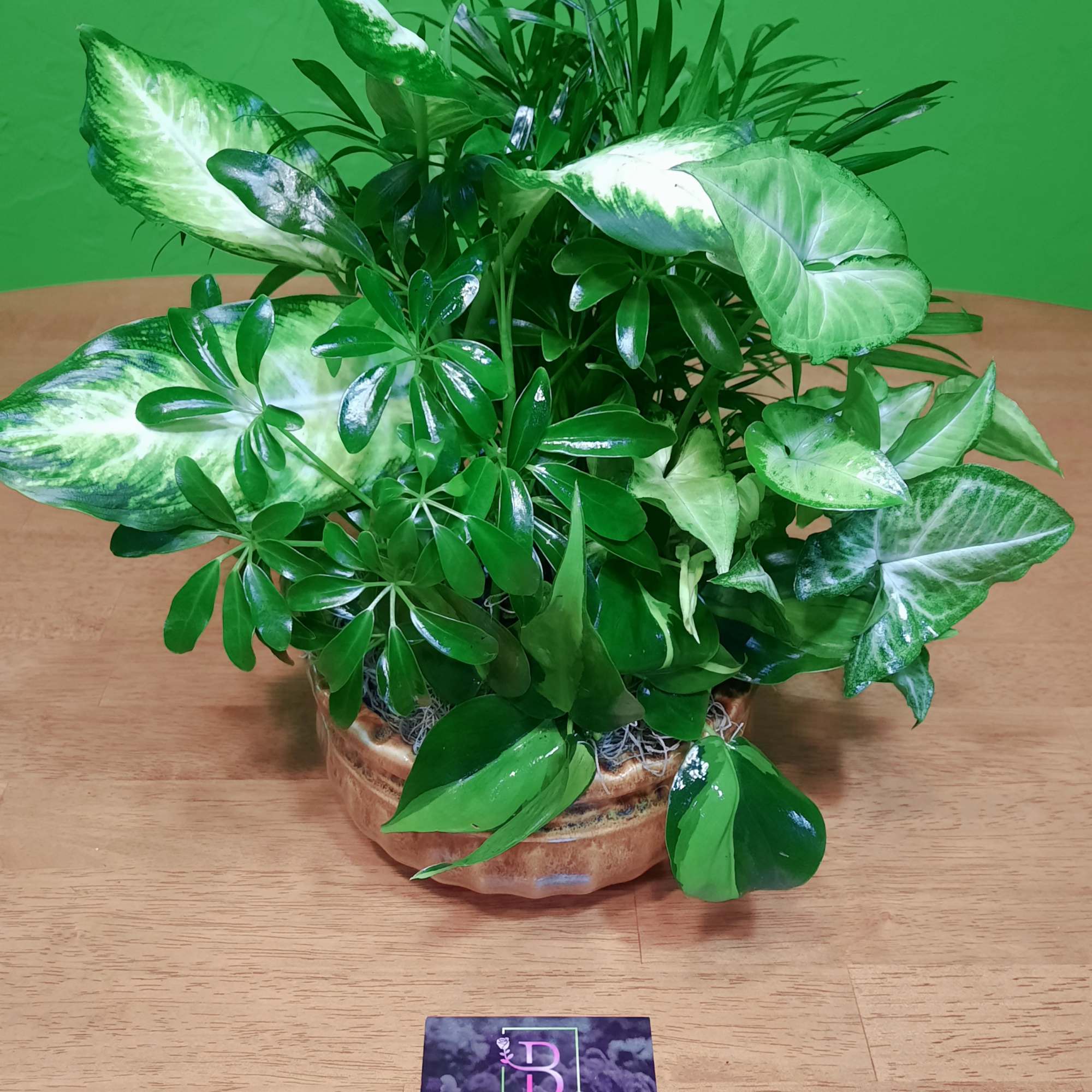 This lovely assortment of lush green plants comes in a large stylish