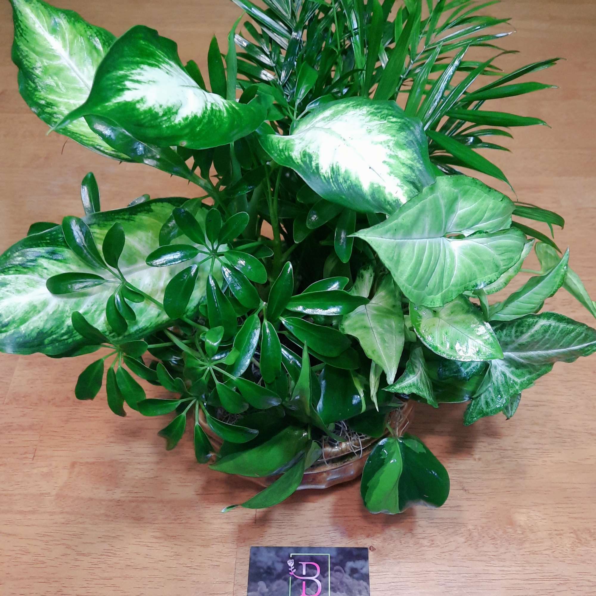 This lovely assortment of lush green plants comes in a large stylish
