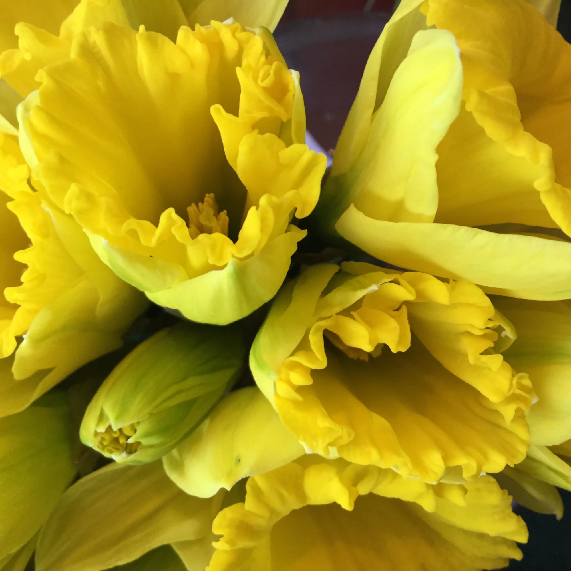 Deep red roses with a white baby breath could express love and