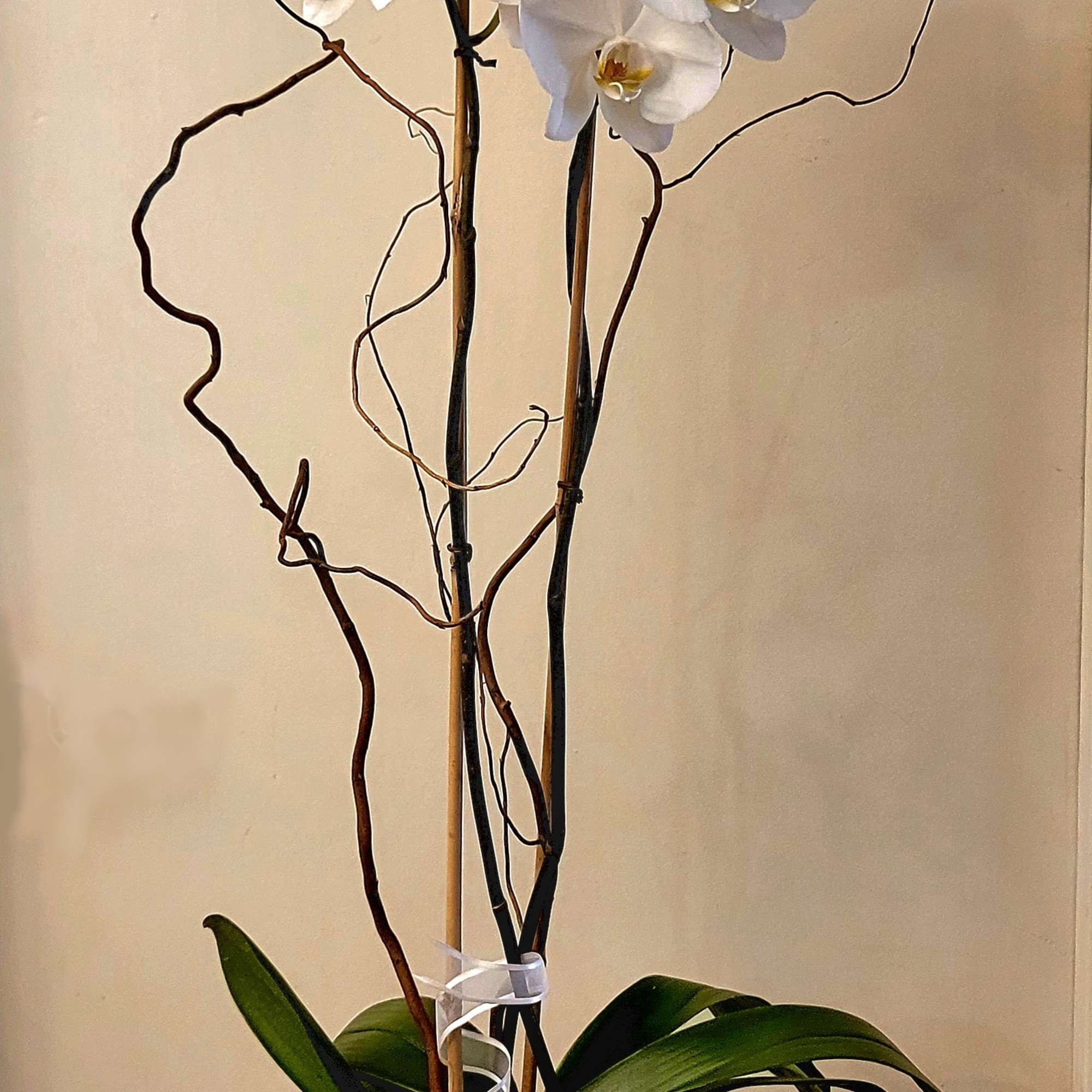 Two stems of phalaenopsis orchids in a silver pot. A gift that