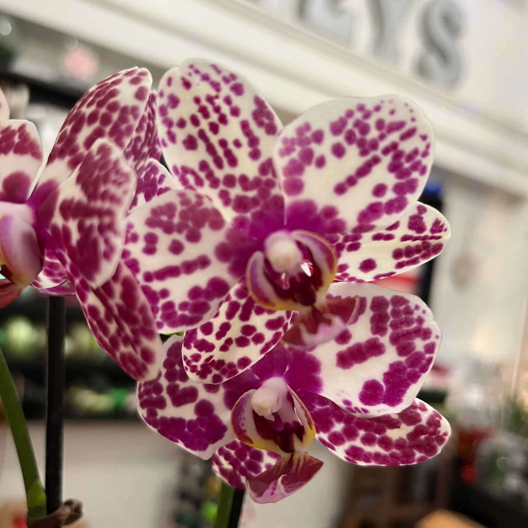 This spring-blooming species is Florida grown. Orchids grown as houseplants typically need