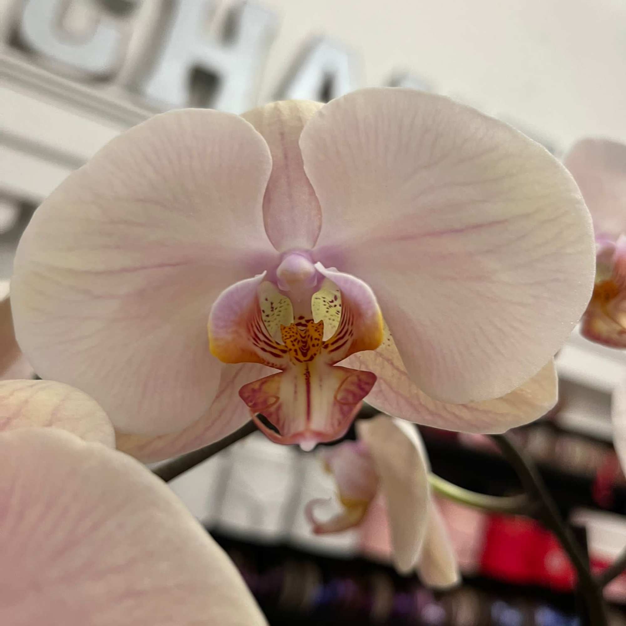 This spring-blooming species is Florida grown. Orchids grown as houseplants typically need