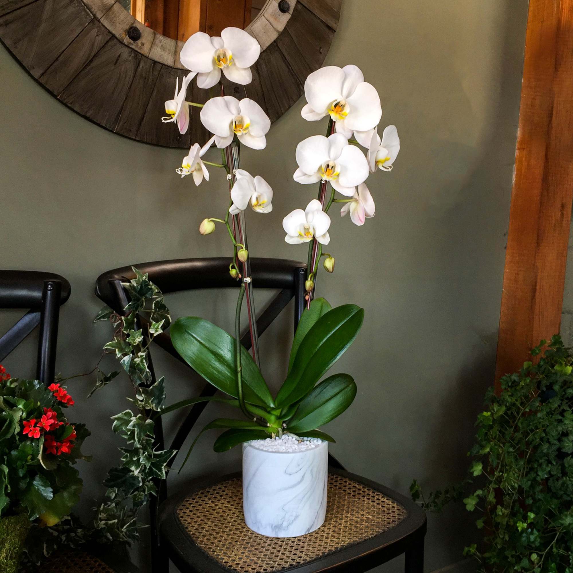 No two snowflakes are alike, exactly like these white 2-stem phalaenopsis orchids.