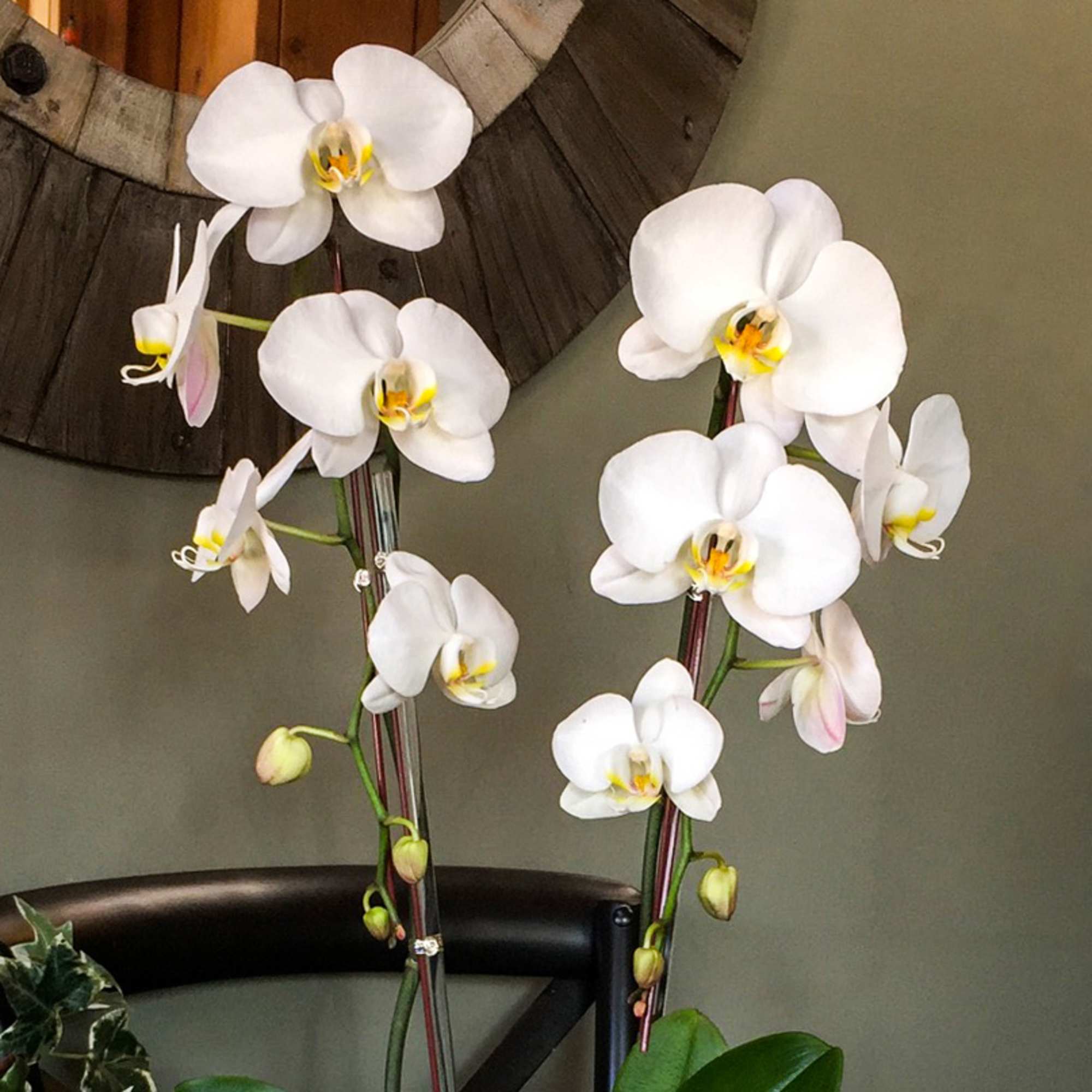 No two snowflakes are alike, exactly like these white 2-stem phalaenopsis orchids.