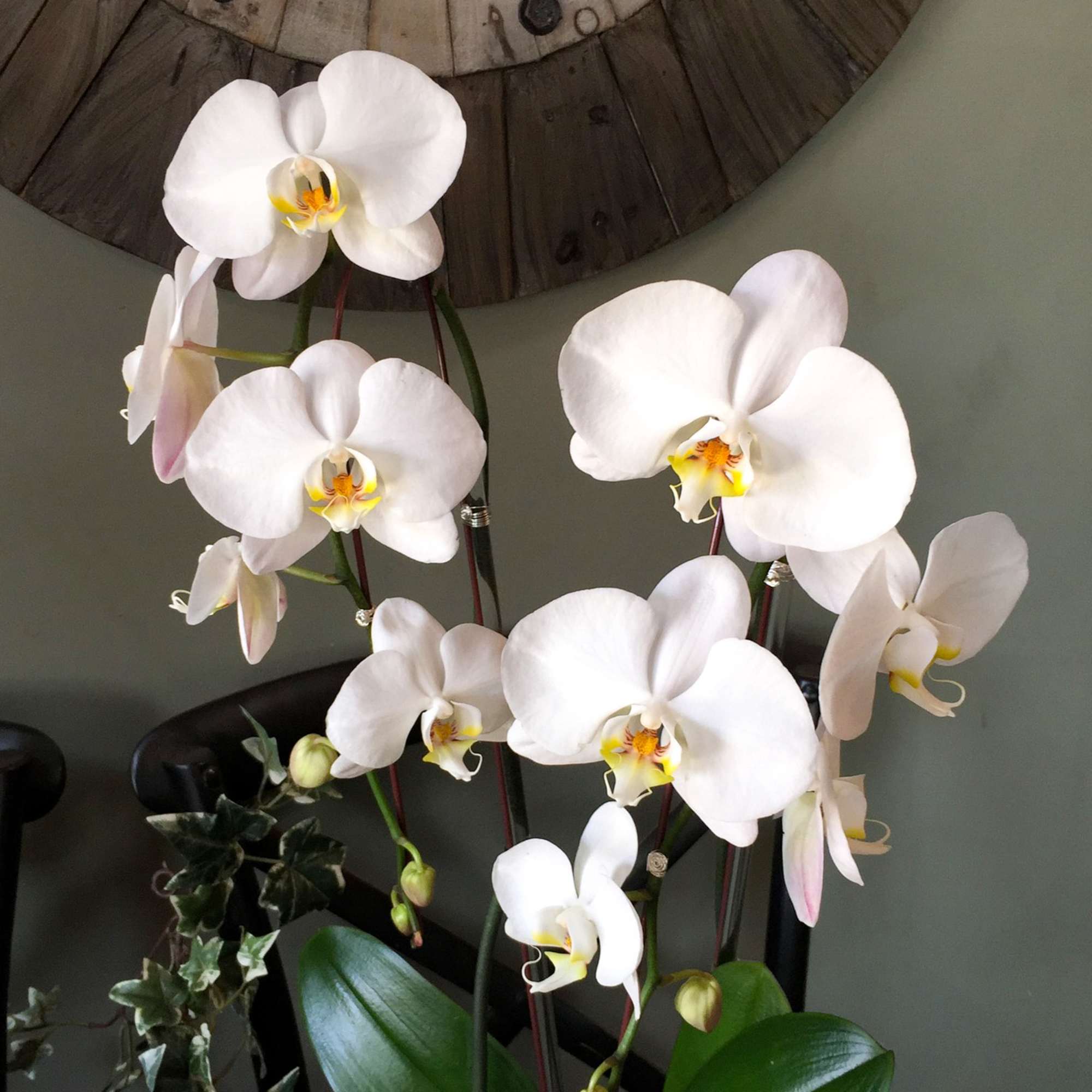 No two snowflakes are alike, exactly like these white 2-stem phalaenopsis orchids.