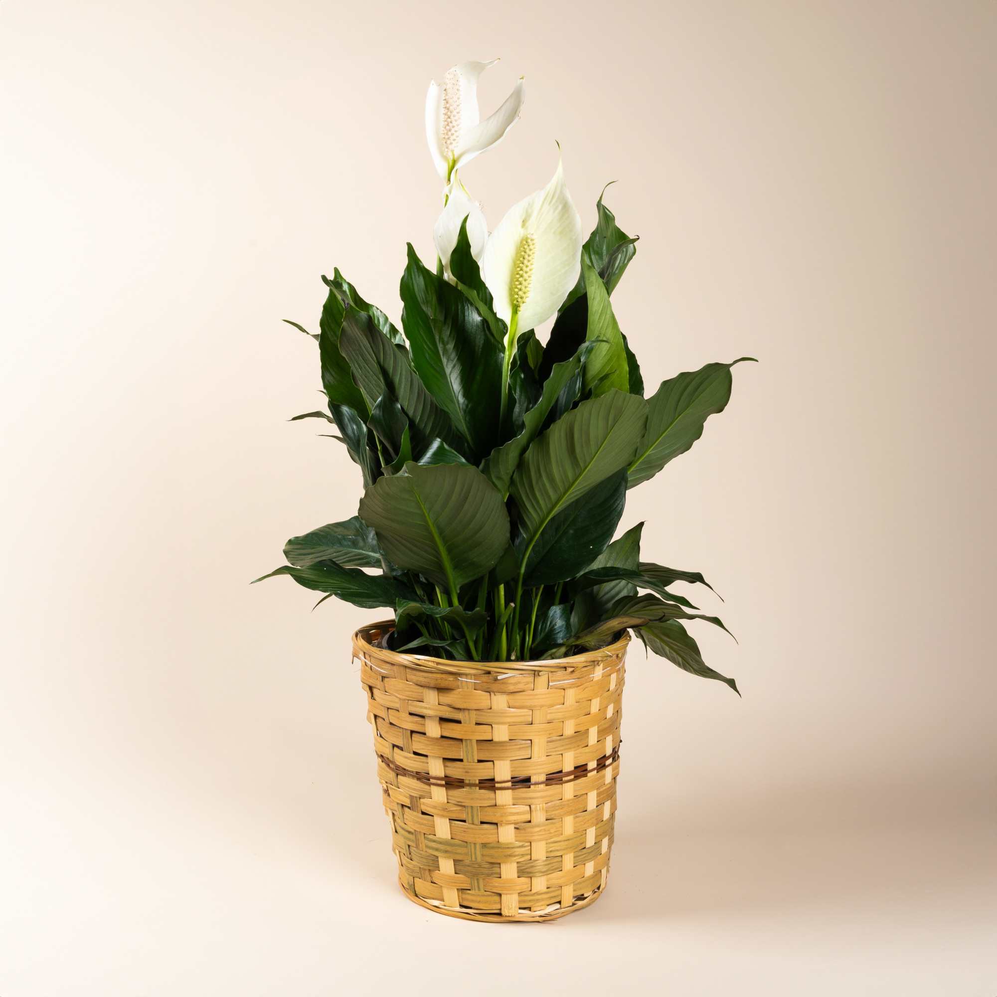 Nice green plant with white blooms. Easy to grow, semi hardy plant.