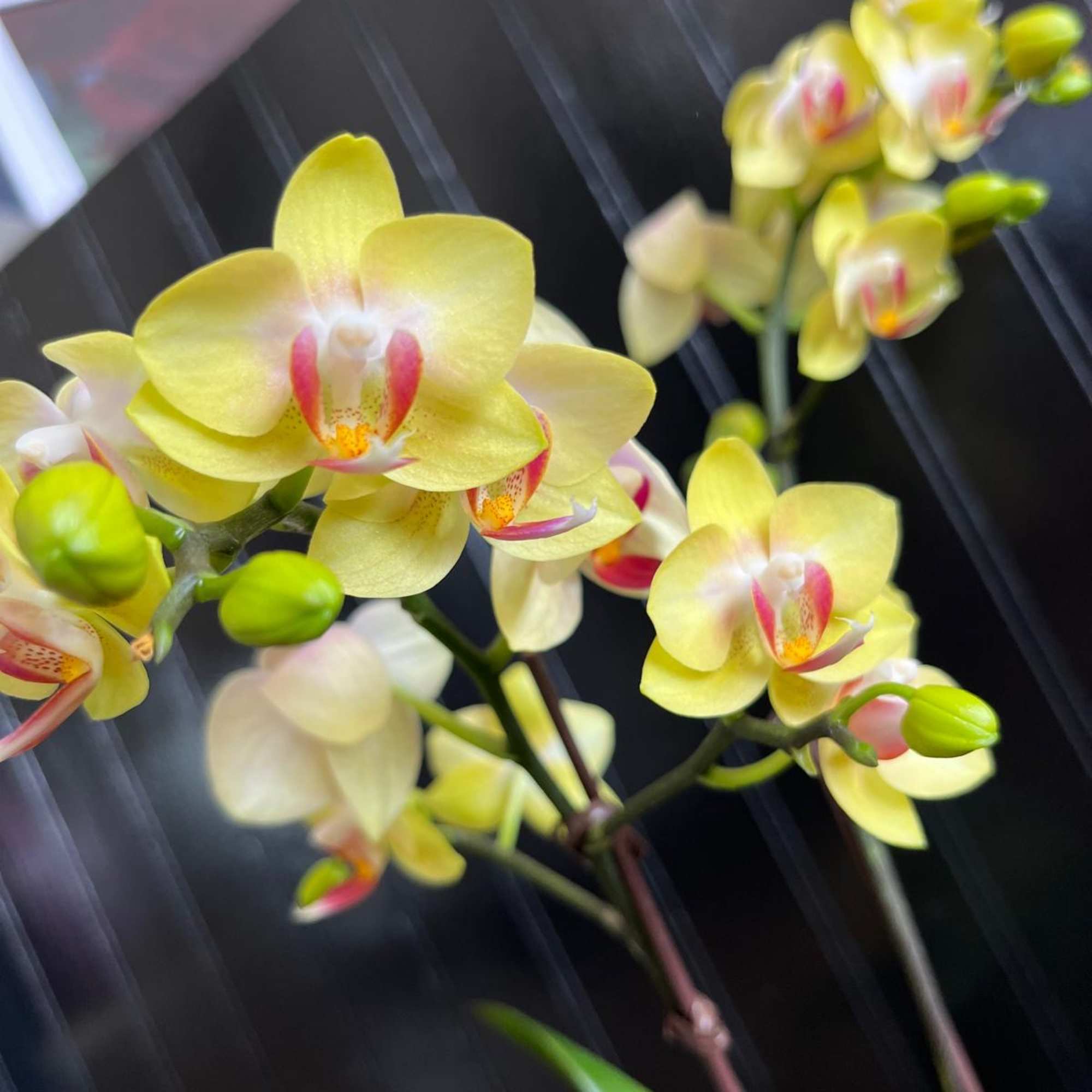 This species is Florida grown. Orchids grown as houseplants typically need quite