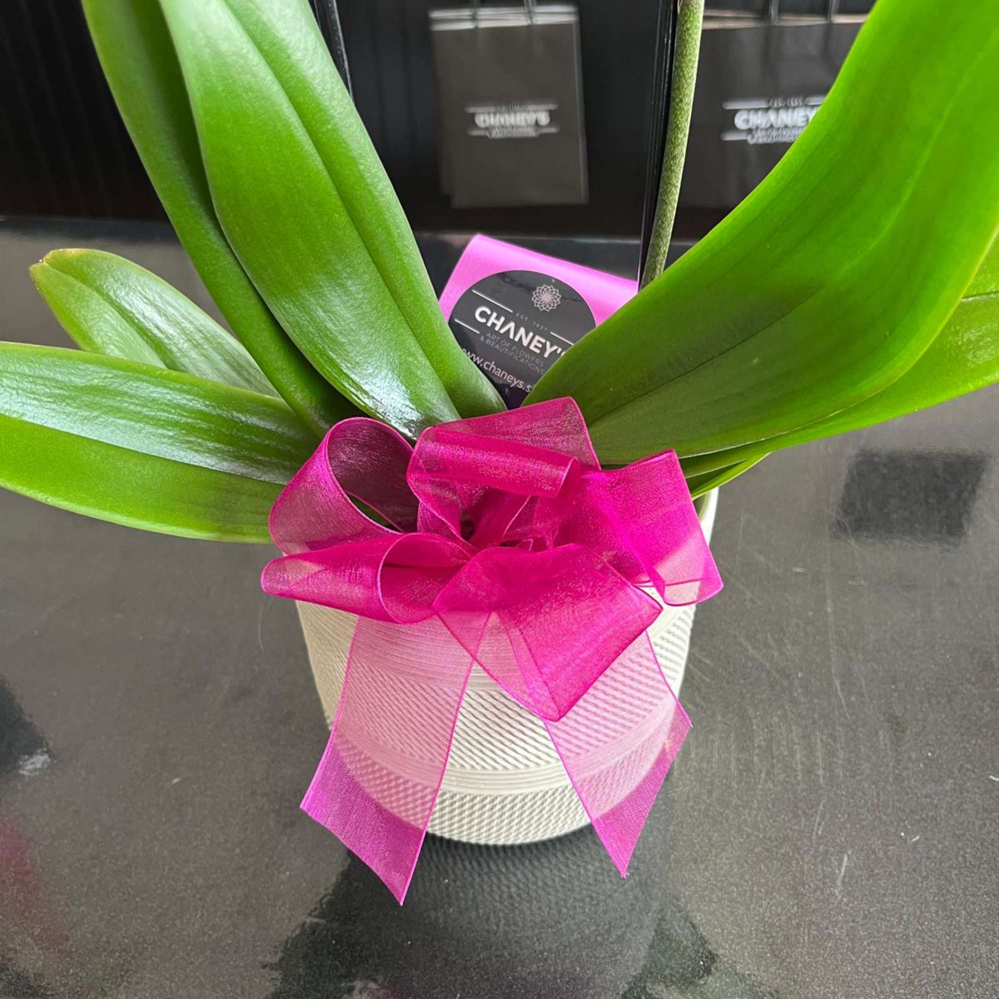 This species is Florida grown. Orchids grown as houseplants typically need quite