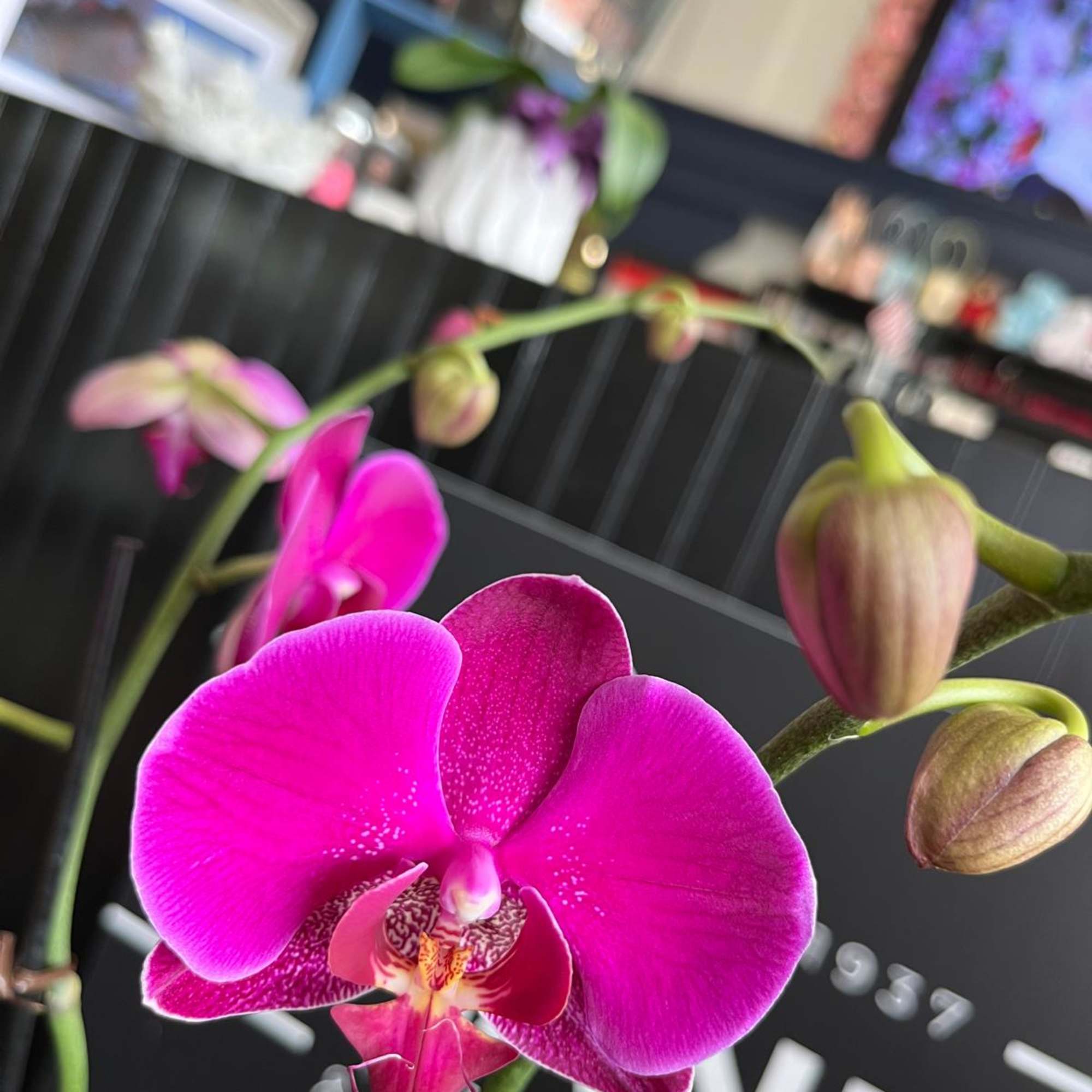 This species is Florida grown. Orchids grown as houseplants typically need quite