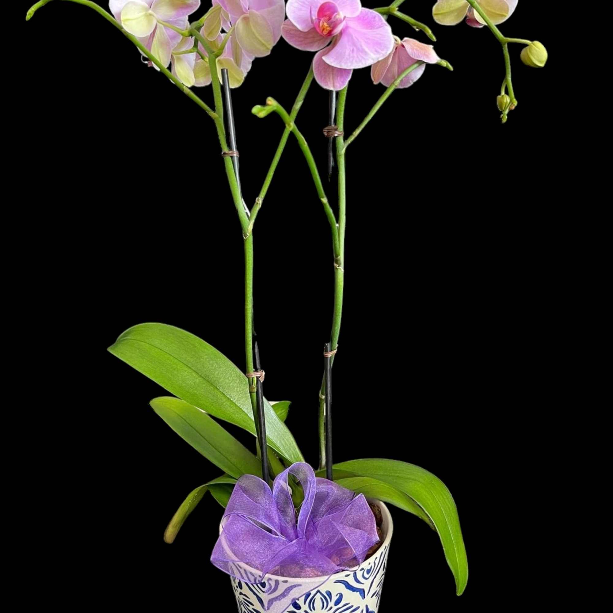 This species is Florida grown. Orchids grown as houseplants typically need quite