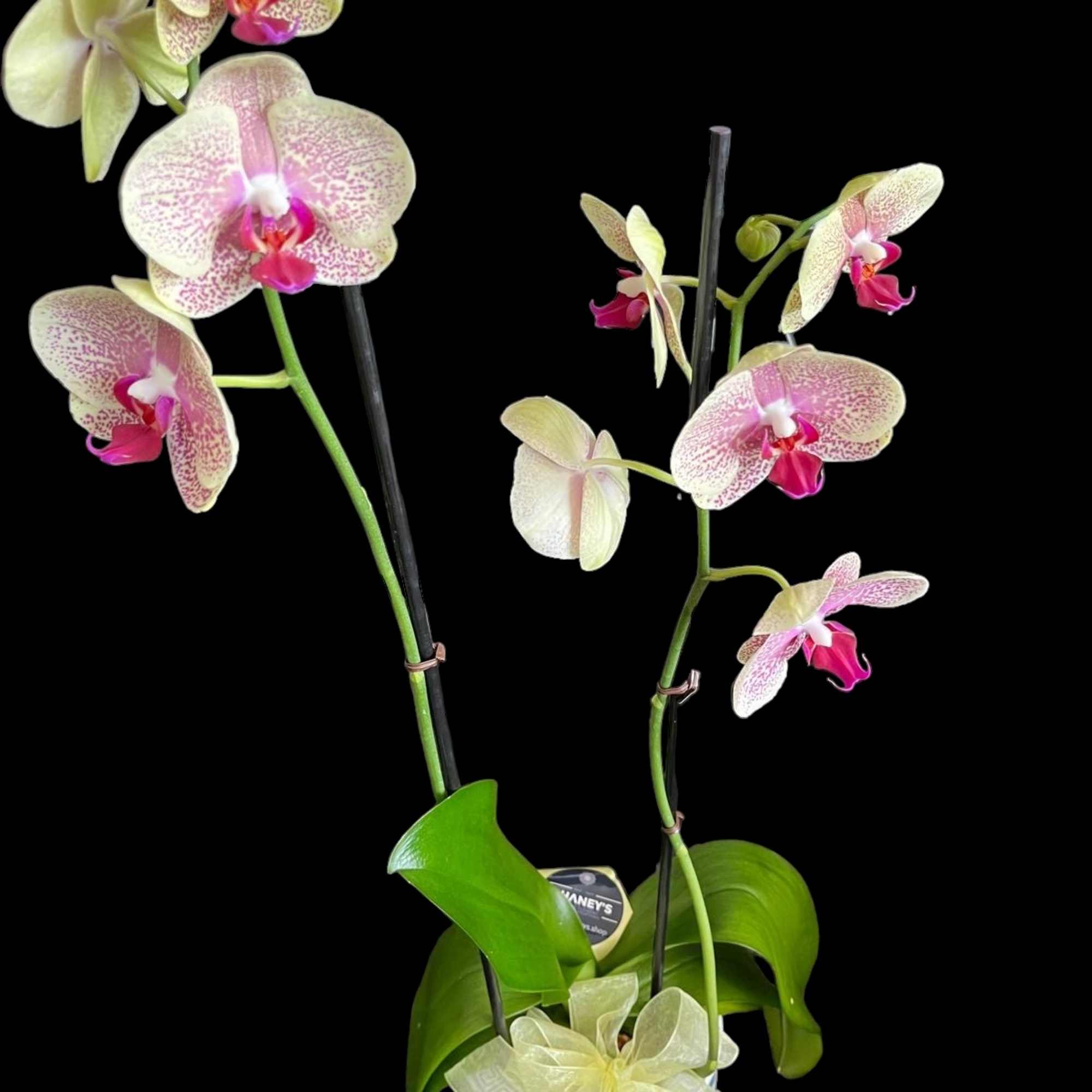 This species is Florida grown. Orchids grown as houseplants typically need quite