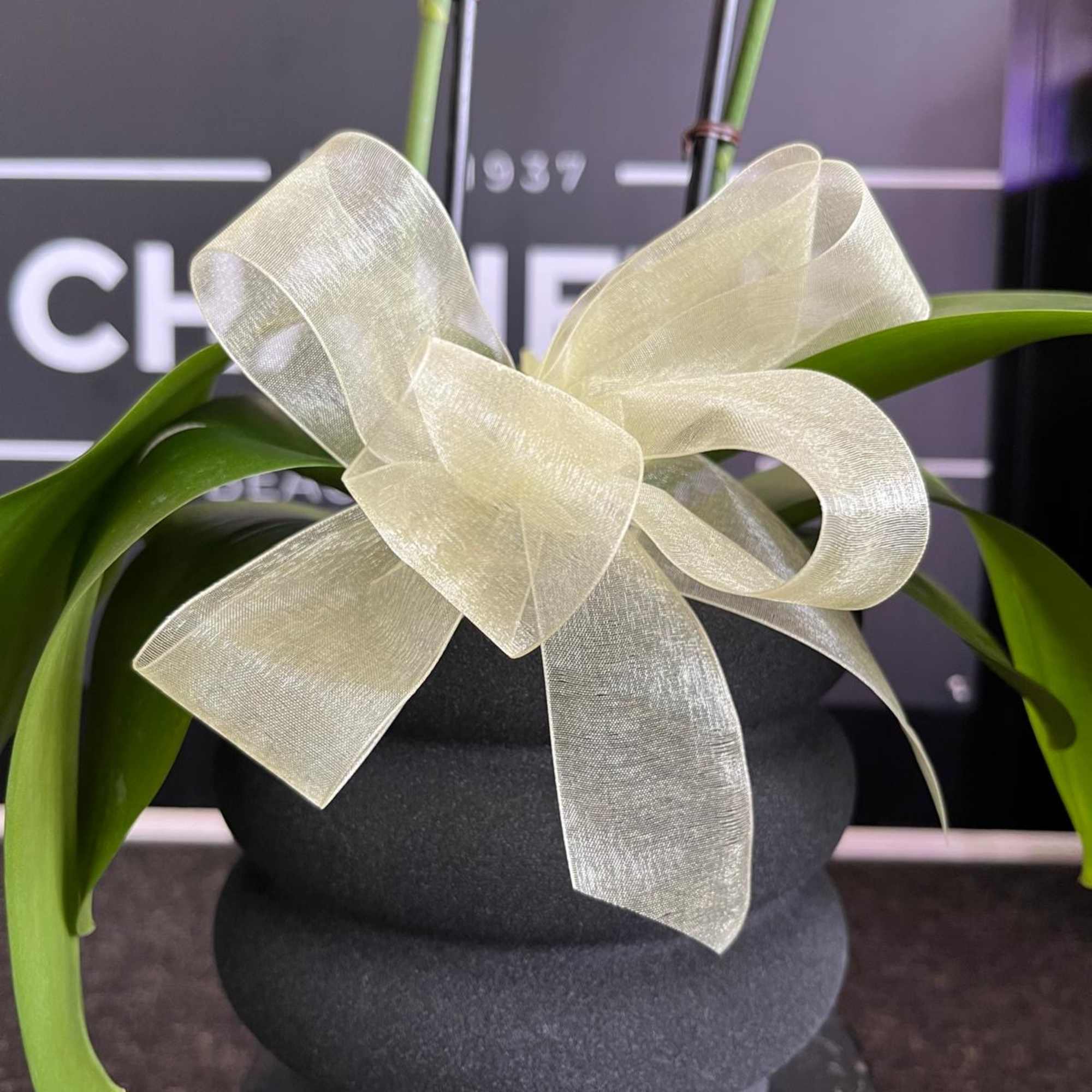 This species is Florida grown. Orchids grown as houseplants typically need quite