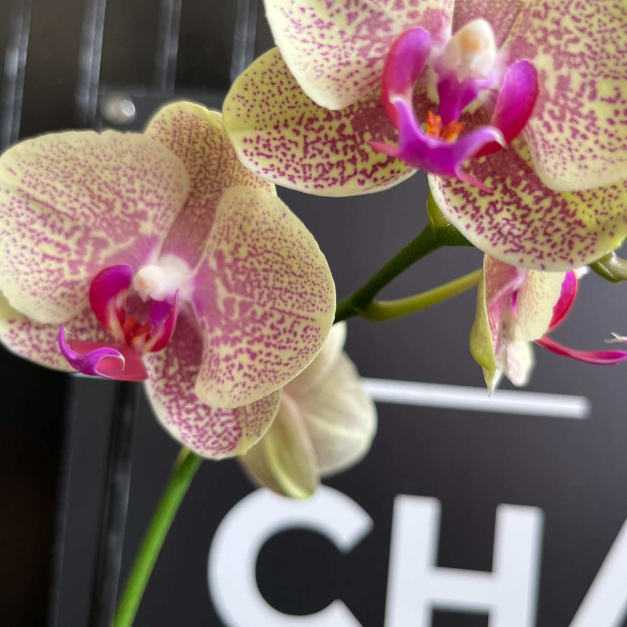 This species is Florida grown. Orchids grown as houseplants typically need quite
