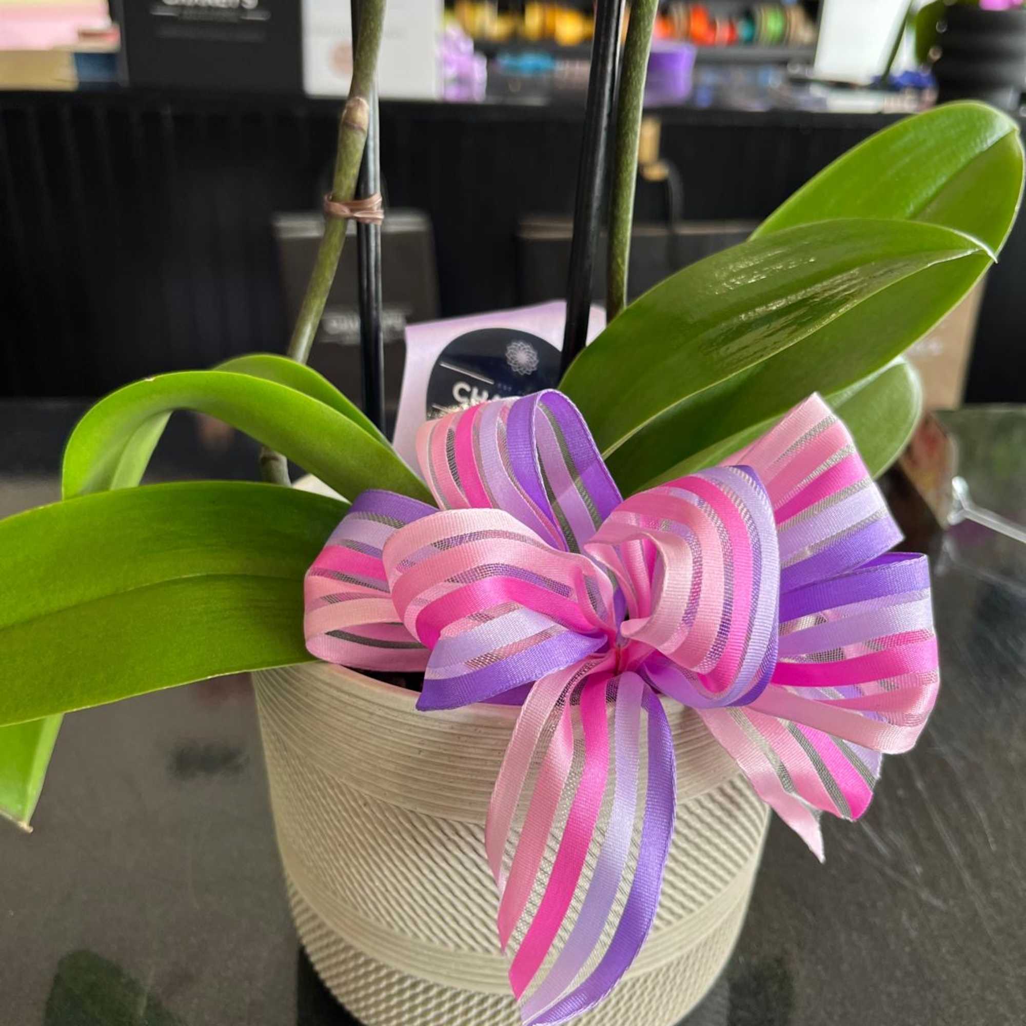 This species is Florida grown. Orchids grown as houseplants typically need quite