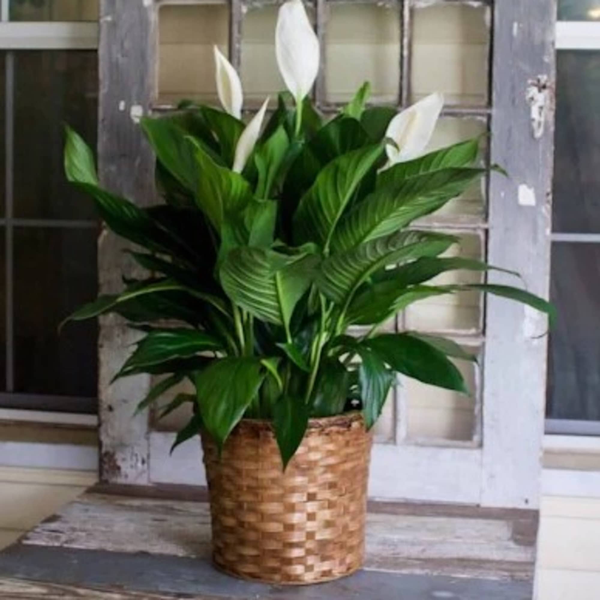 Deluxe= 8&quot;
Premium=10&quot;