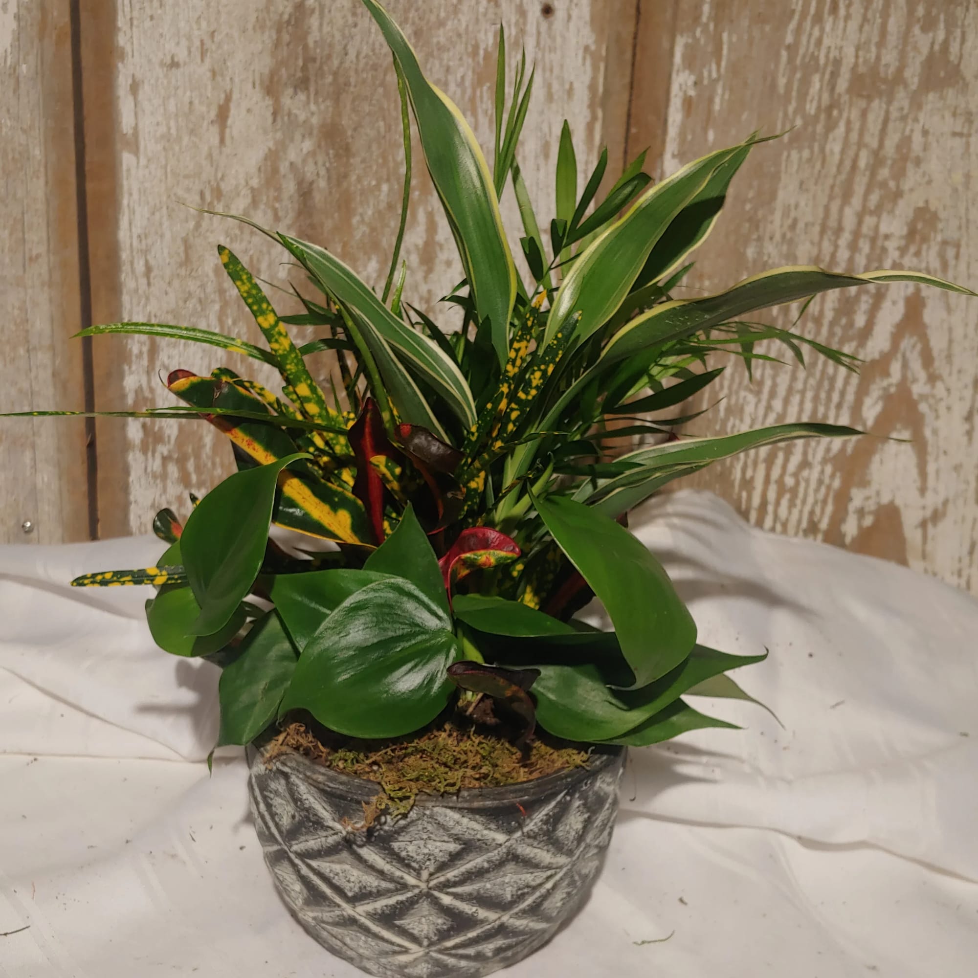 Ceramic Dish Garden
(types of plants and pot may vary) Ceramic Dish Garden
(types of plants and pot may vary)