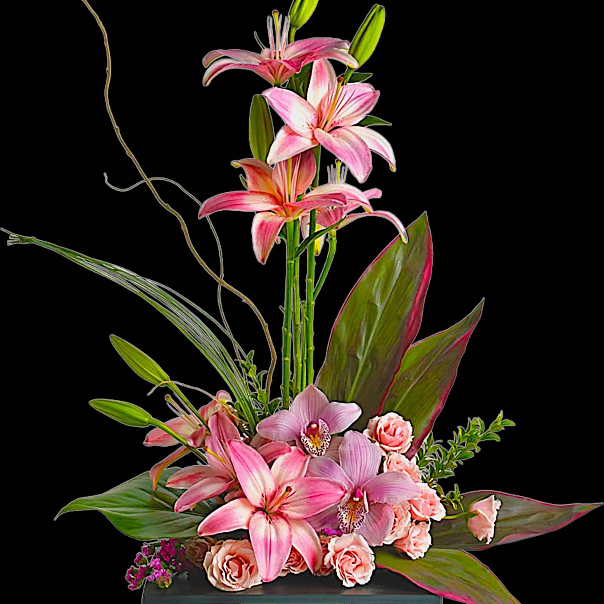 botanicalさま Bulbophyllum rothschildianum x Bulbophyllum longissimum – La