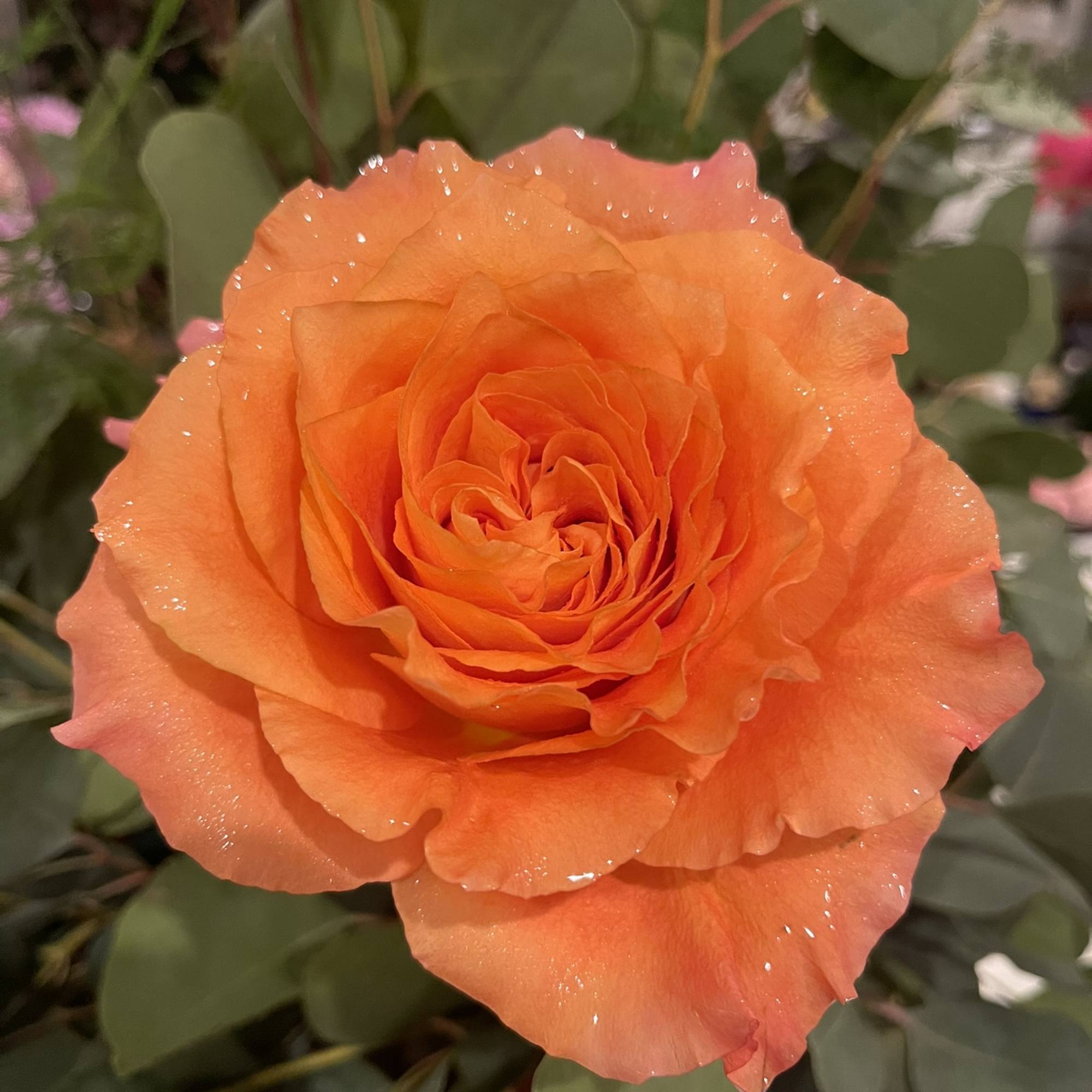 A bright and happy blend of free spirit, cream, and orange crush A bright and happy blend of free spirit, cream, and orange crush