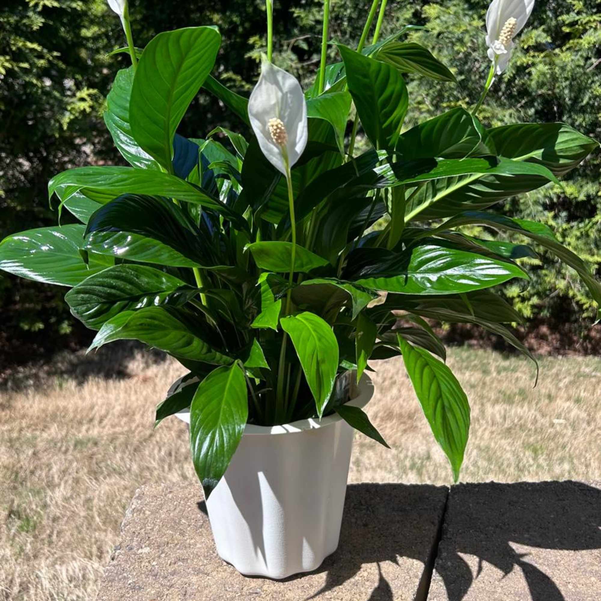 Send your deepest condolences with this Spathiphyllum (Pece Lily) Plant.
Aproximately: 6-8 inches
White