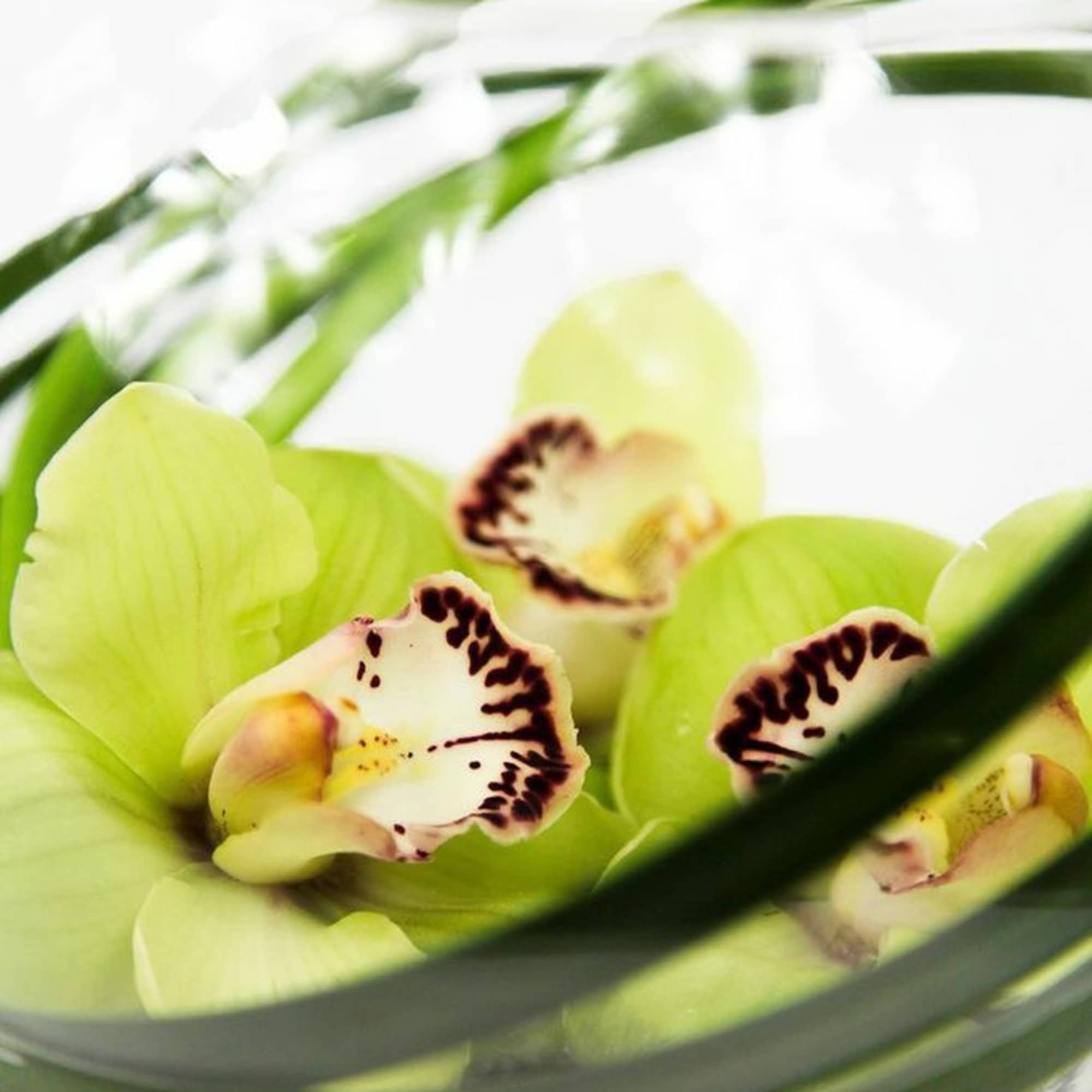 Orchid bowl. Orchid bowl.