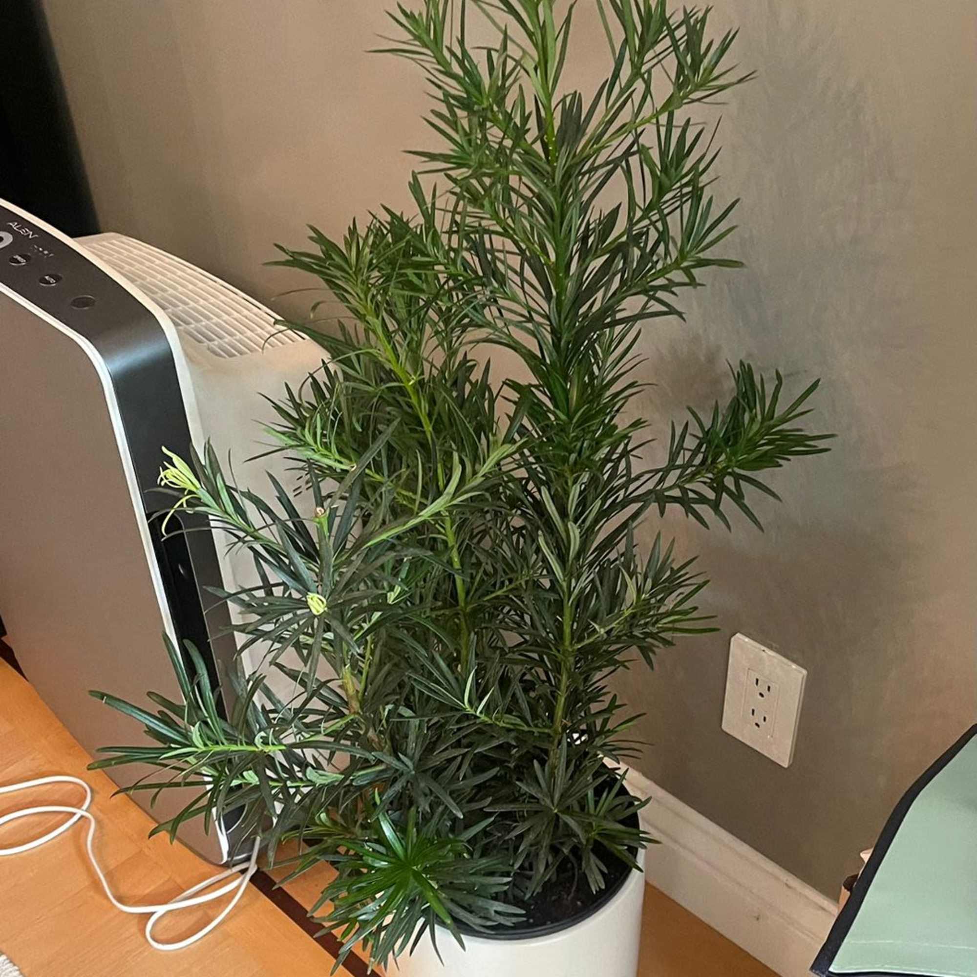 Maki Plant (with Pot)

Introduce a touch of elegance to your home with