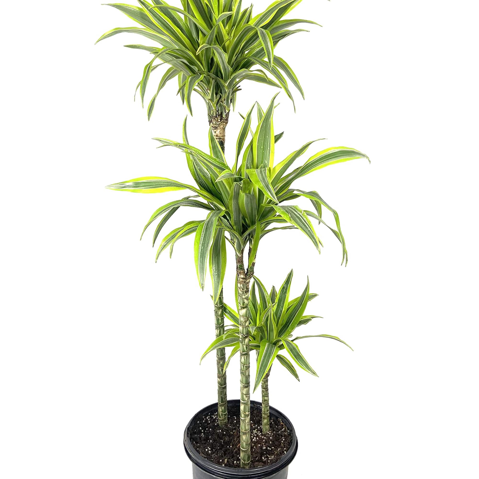 Bring a touch of nature into your space with the Dracaena Massangeana
