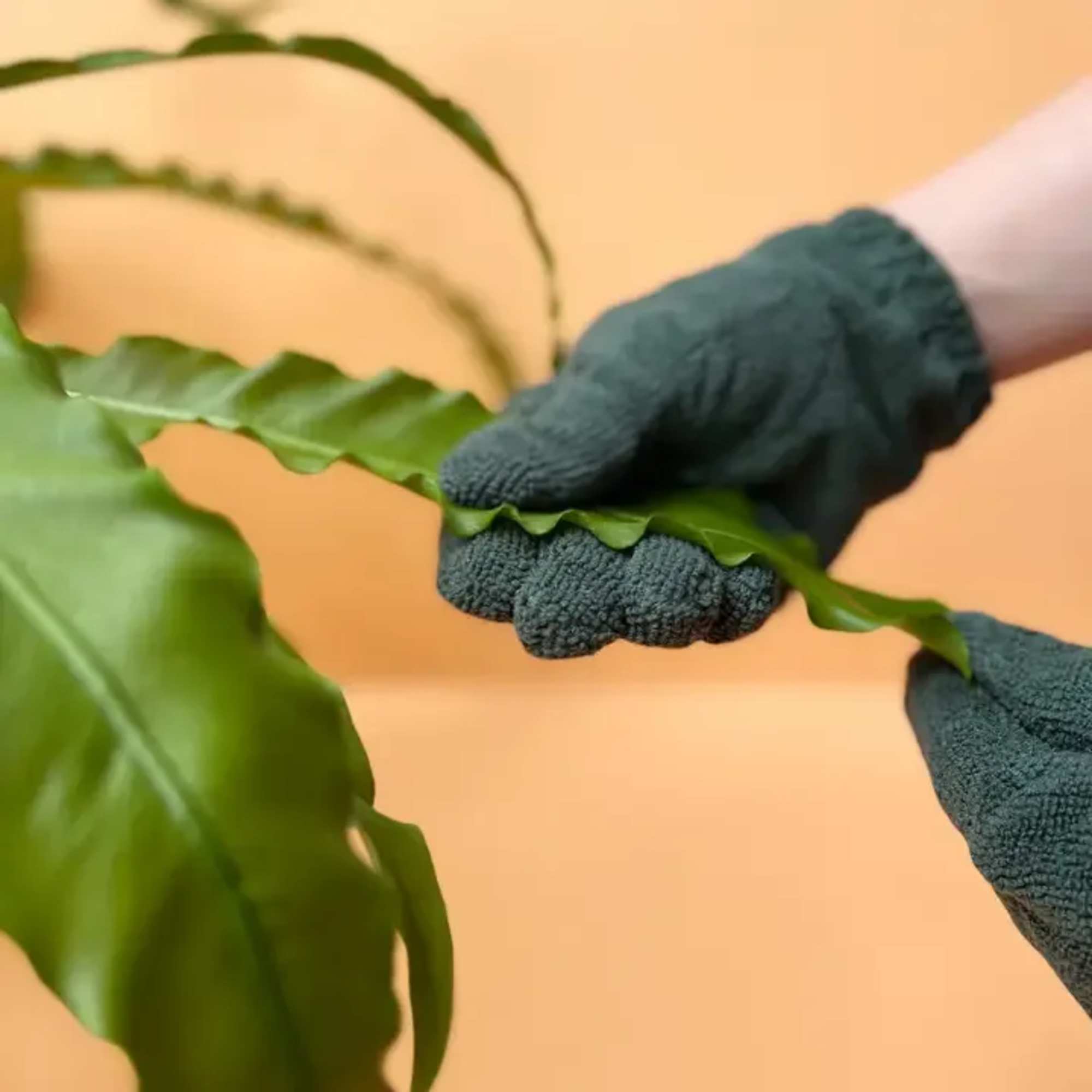Cleaning your leaves has never been easier! Our high-quality microfibre Leaf Cleaning