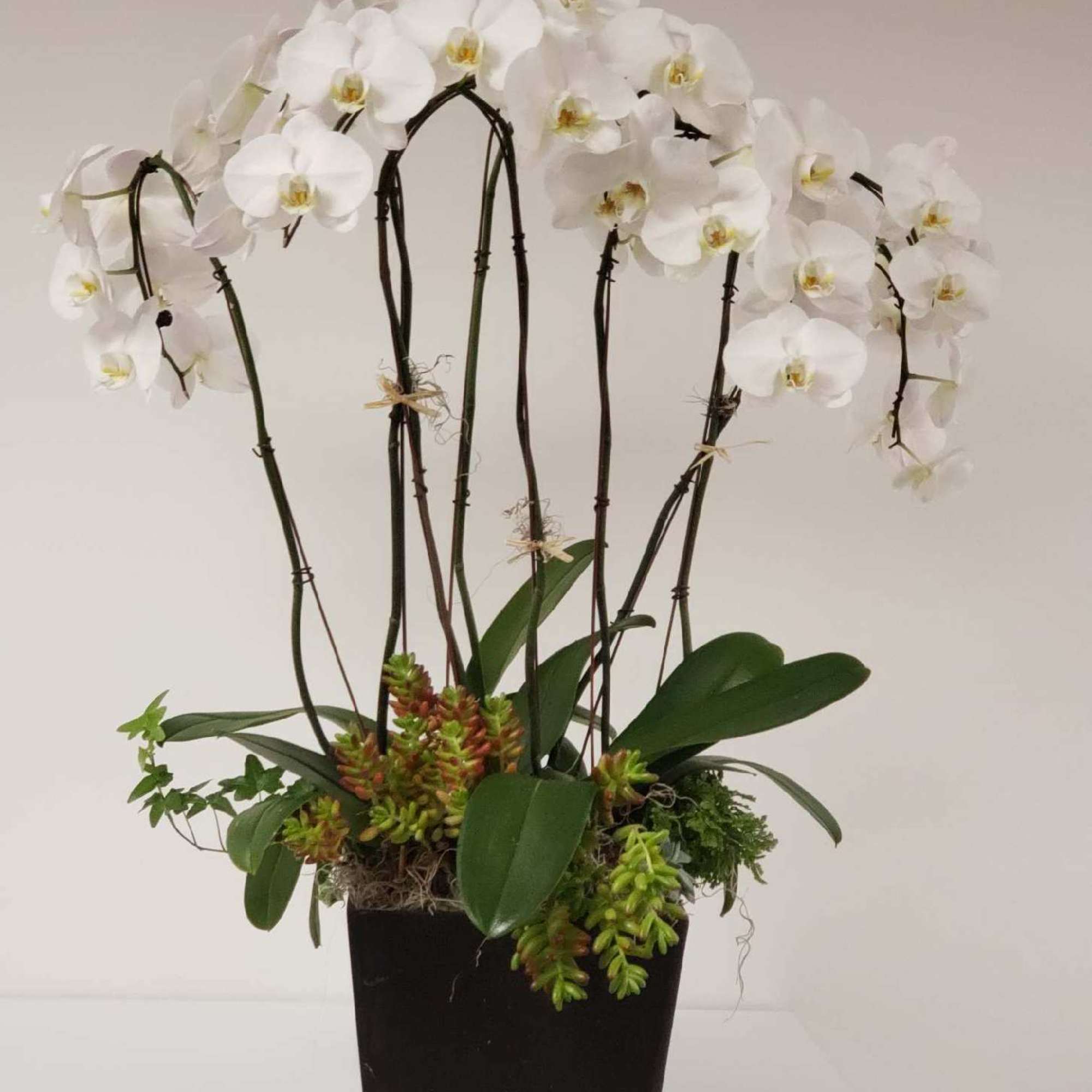A large display of orchids mixed in harmony with succulent plants. This
