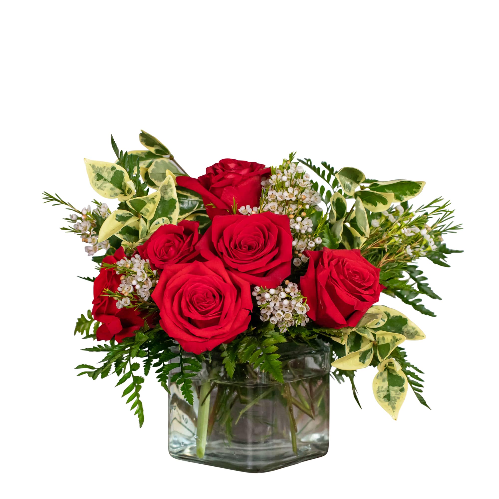 flower Cleome, Sparkler 2.0 Hybrid Mixed Colors - Burpee