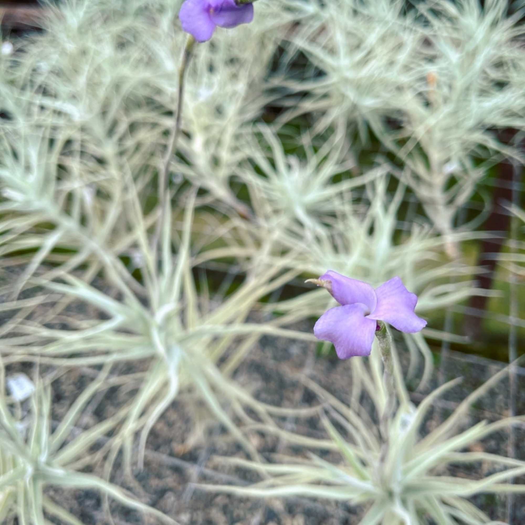 Tillandsia paleacea v. apurimacensis - Bird Rock Tropicals