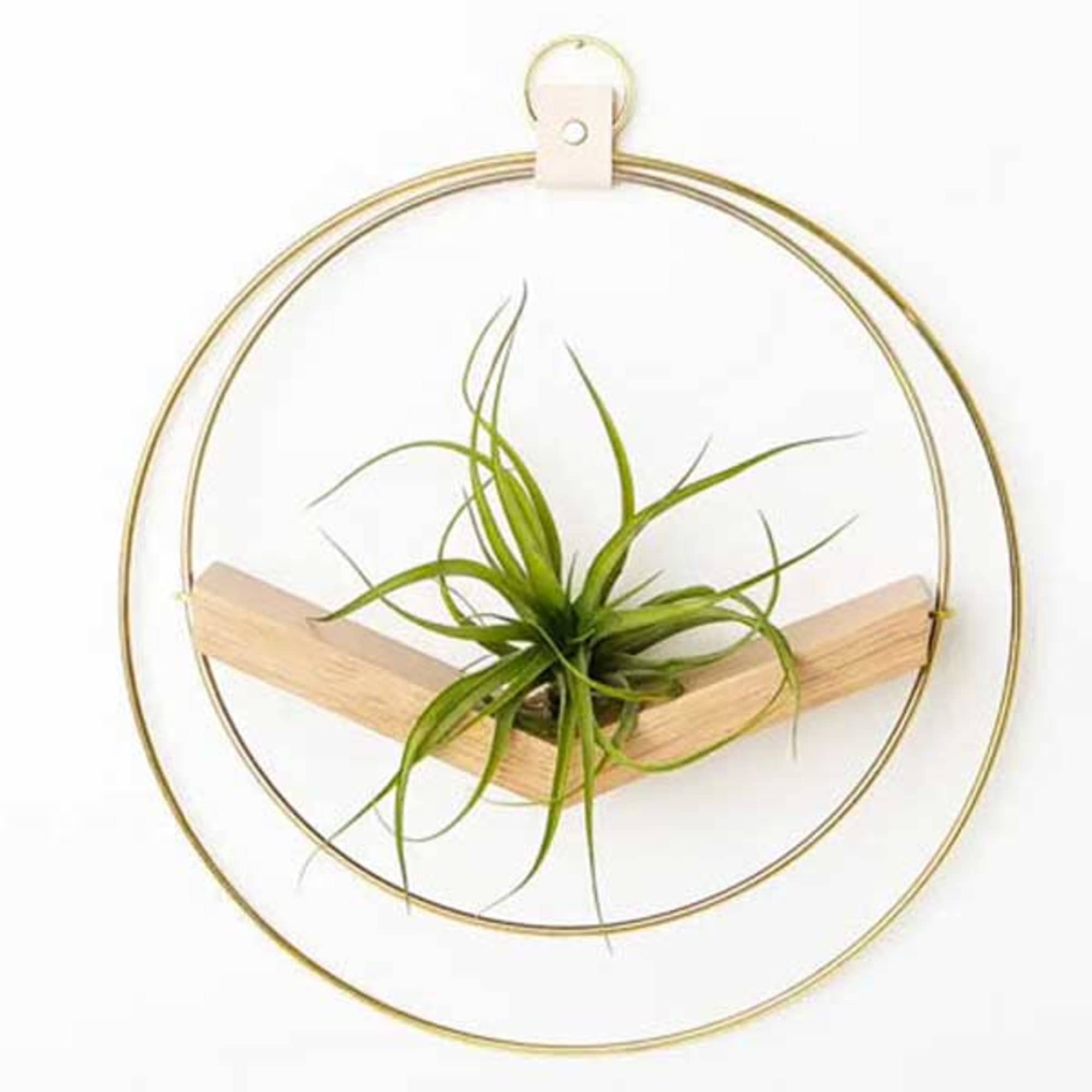 A chic &amp; timeless plant hanger that looks like modern wall decor