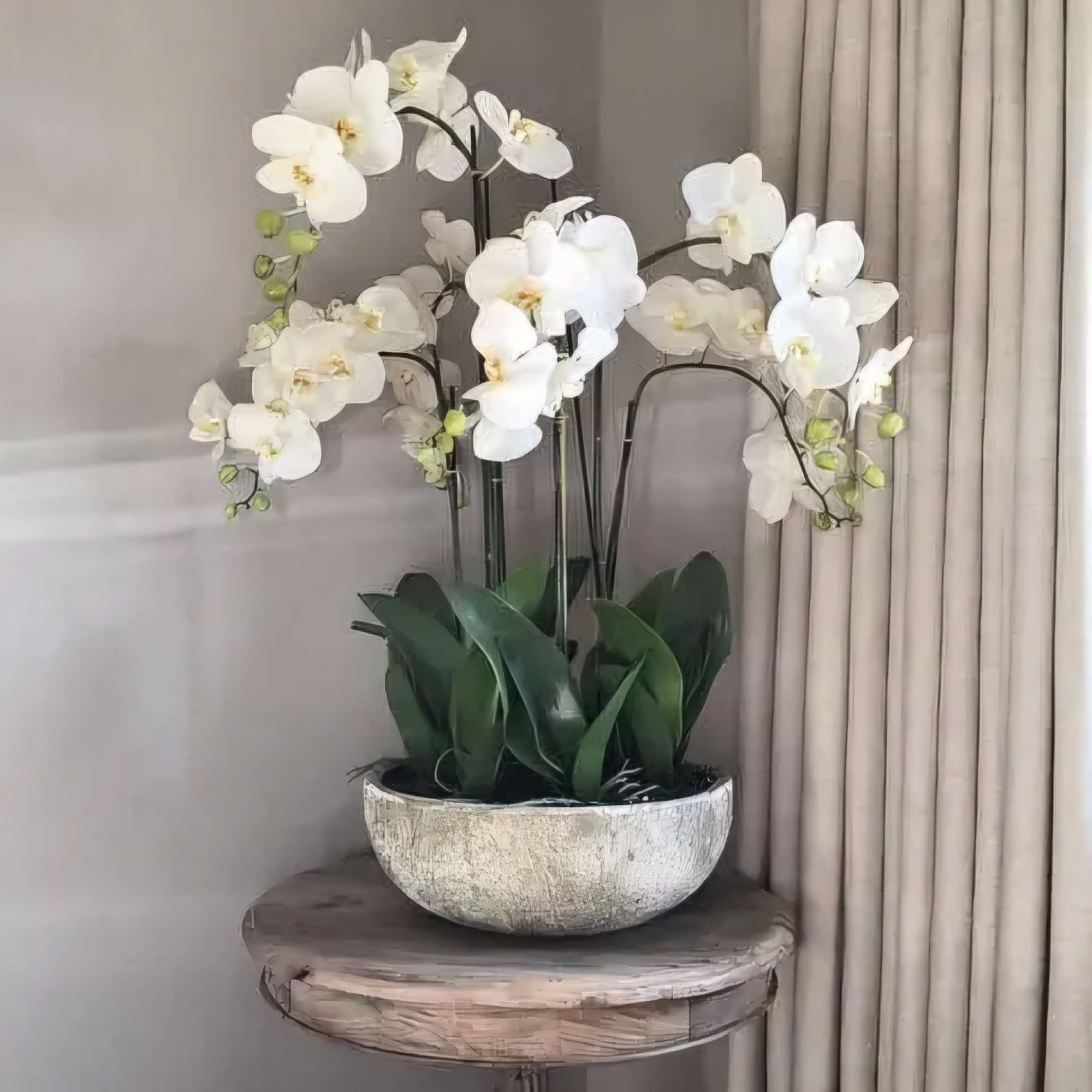The 6 white orchids in a ceramic pot offer a serene and