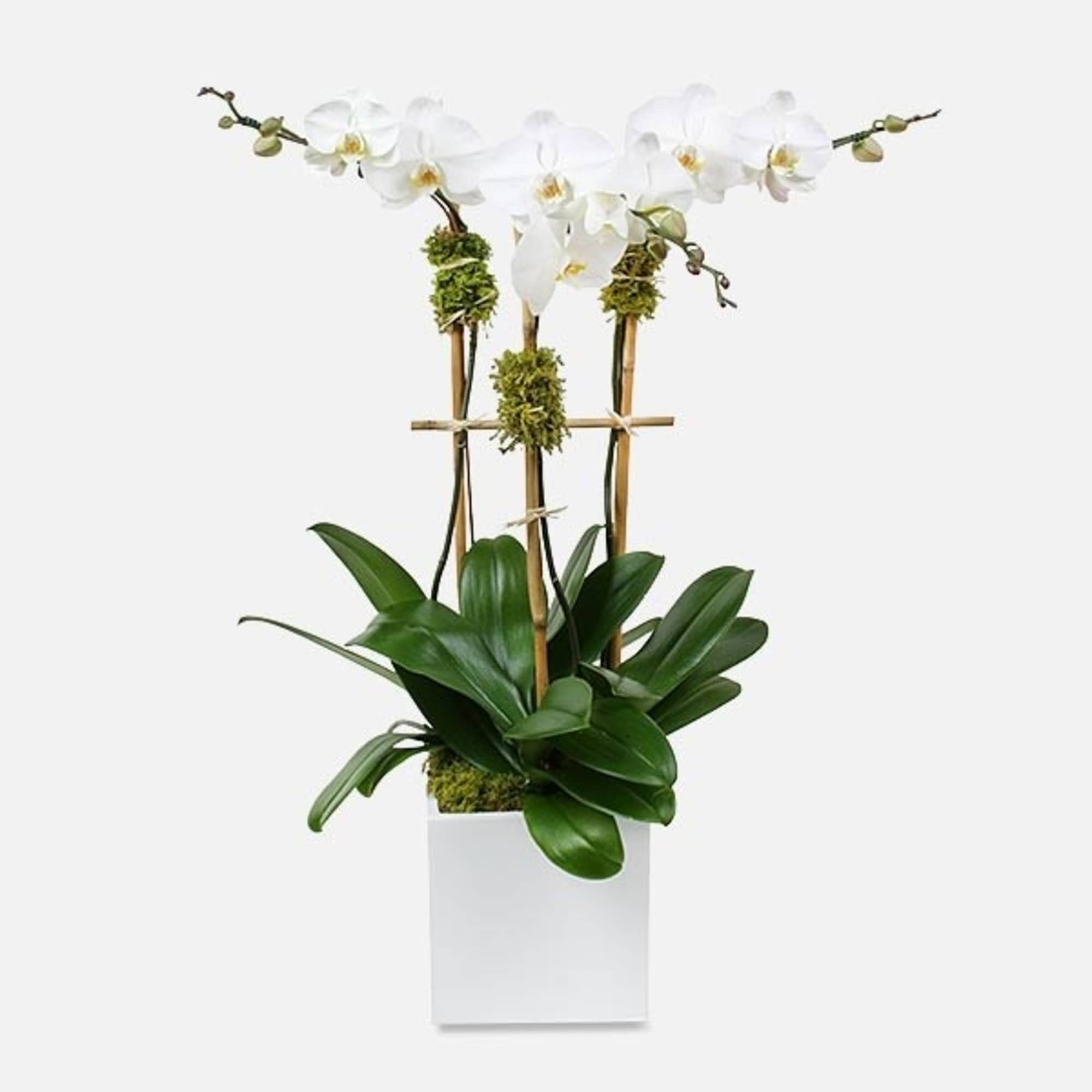 The Phalaenopsis Orchid is like a butterfly in flight. They represent feminine The Phalaenopsis Orchid is like a butterfly in flight. They represent feminine