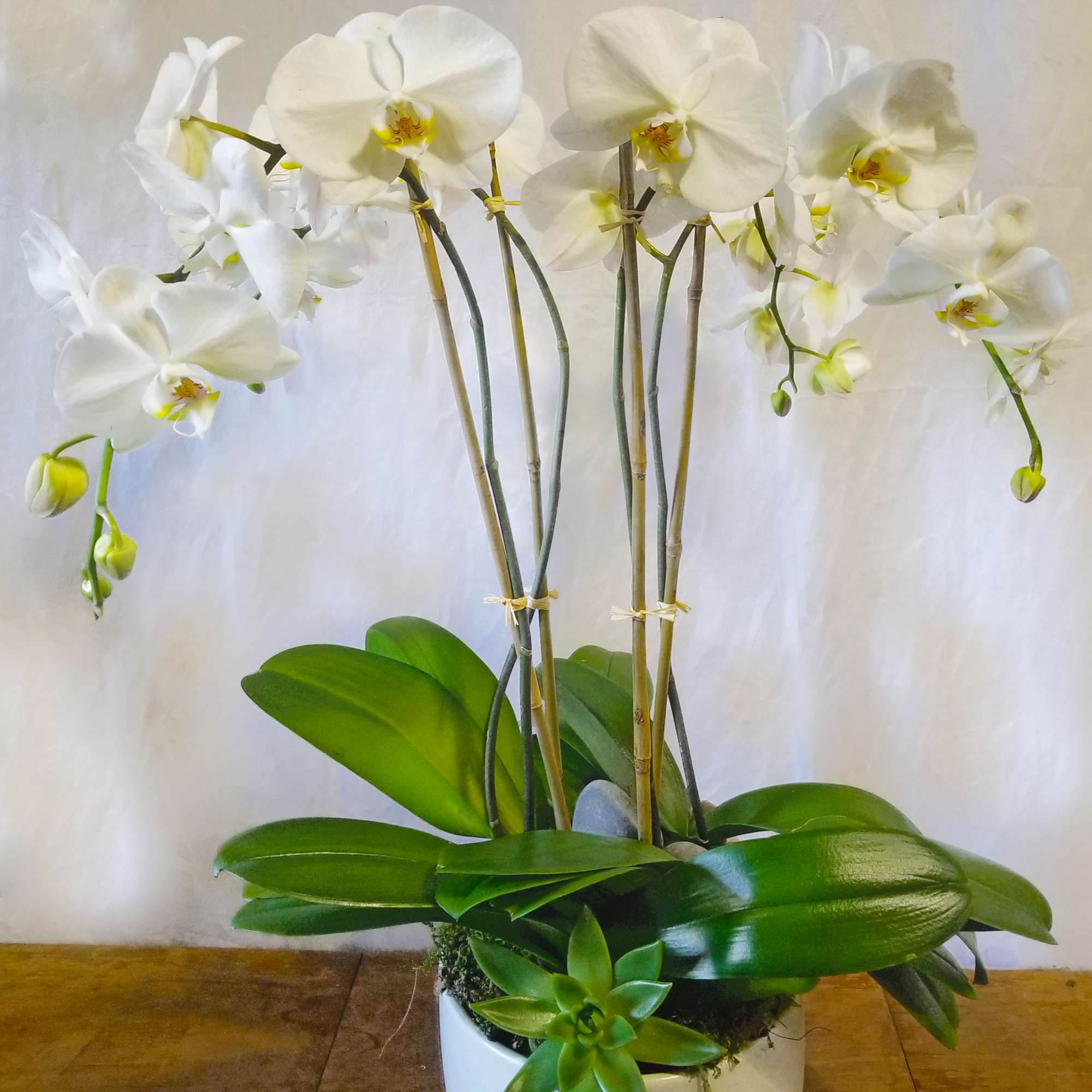 The Phalaenopsis Orchid is like a butterfly in flight. They represent feminine The Phalaenopsis Orchid is like a butterfly in flight. They represent feminine