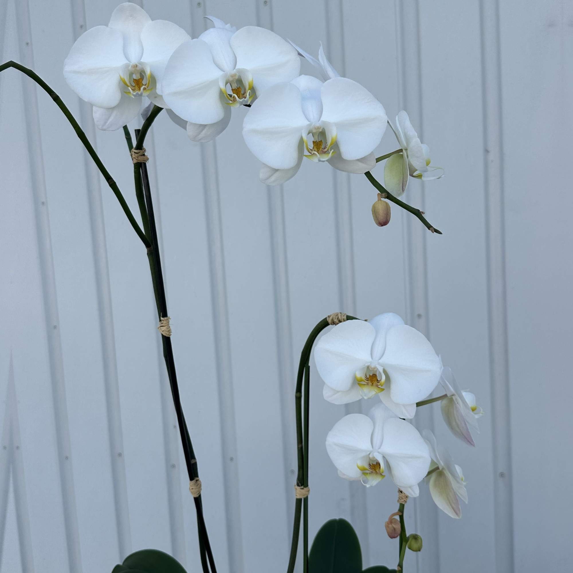 An elegant and creative display of orchids. 