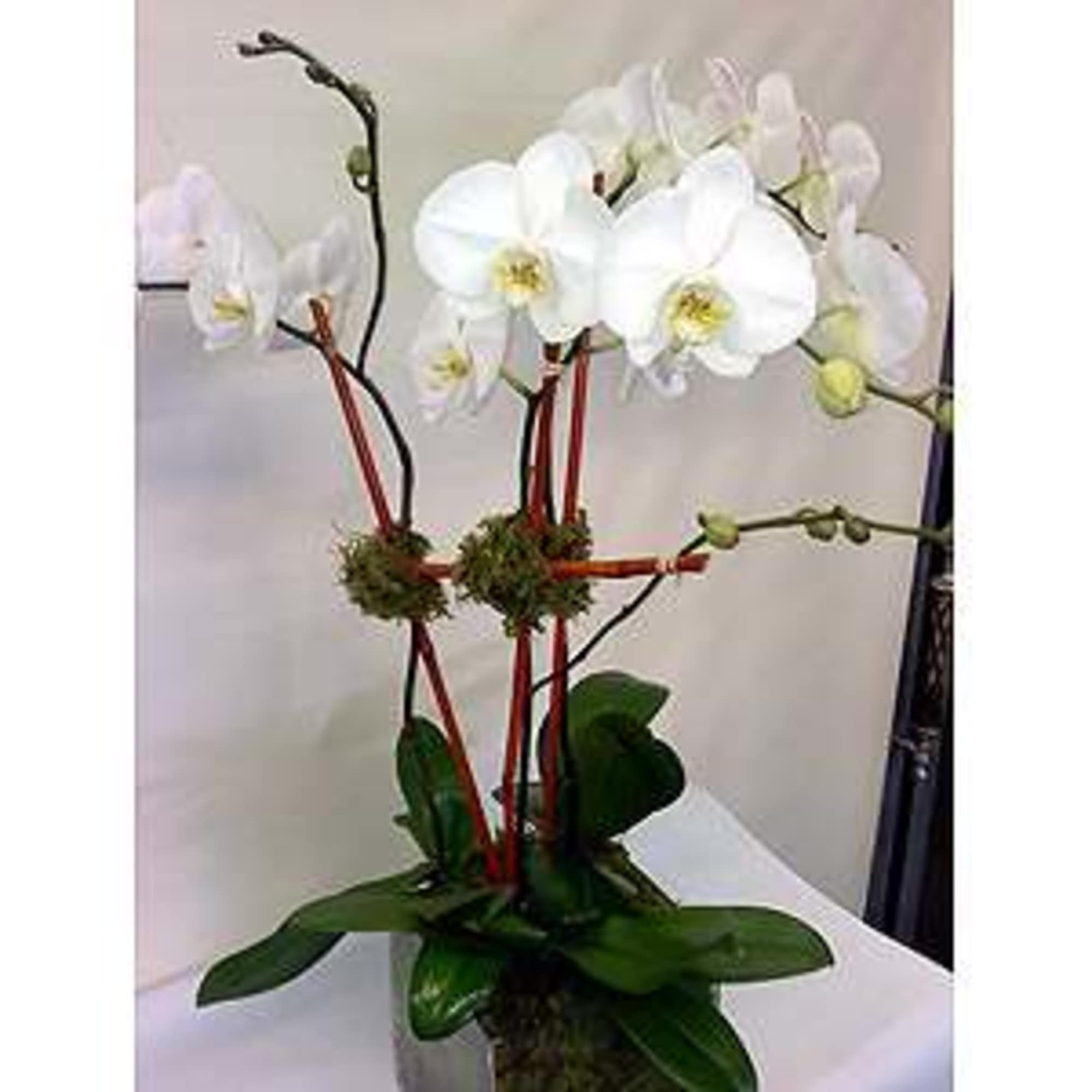 The Phalaenopsis Orchid is like a butterfly in flight. They represent feminine The Phalaenopsis Orchid is like a butterfly in flight. They represent feminine