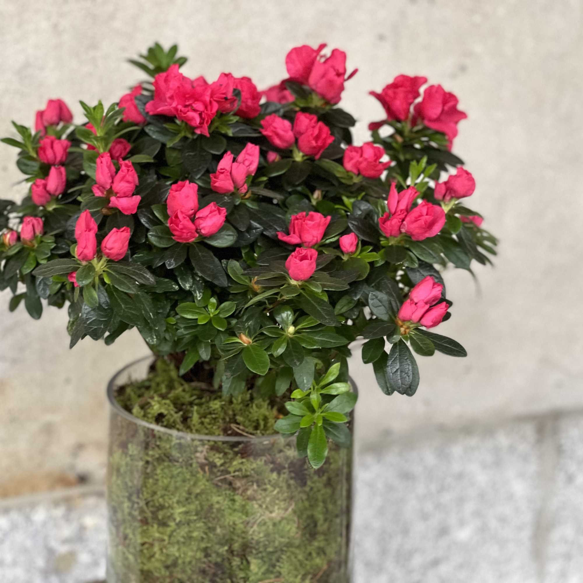 Features a nice azalea plant in a low glass cylinder. Surrounded with
