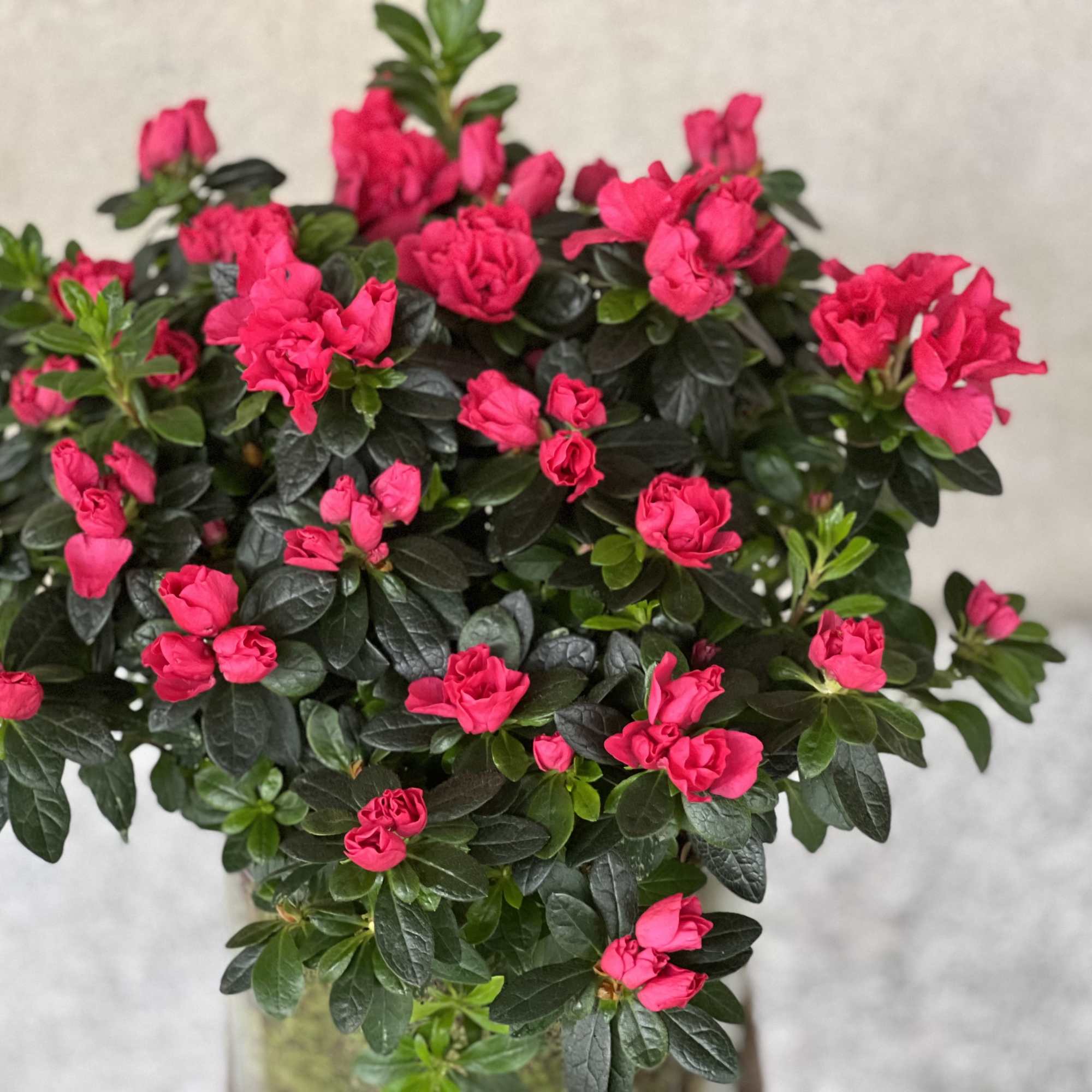 Features a nice azalea plant in a low glass cylinder. Surrounded with